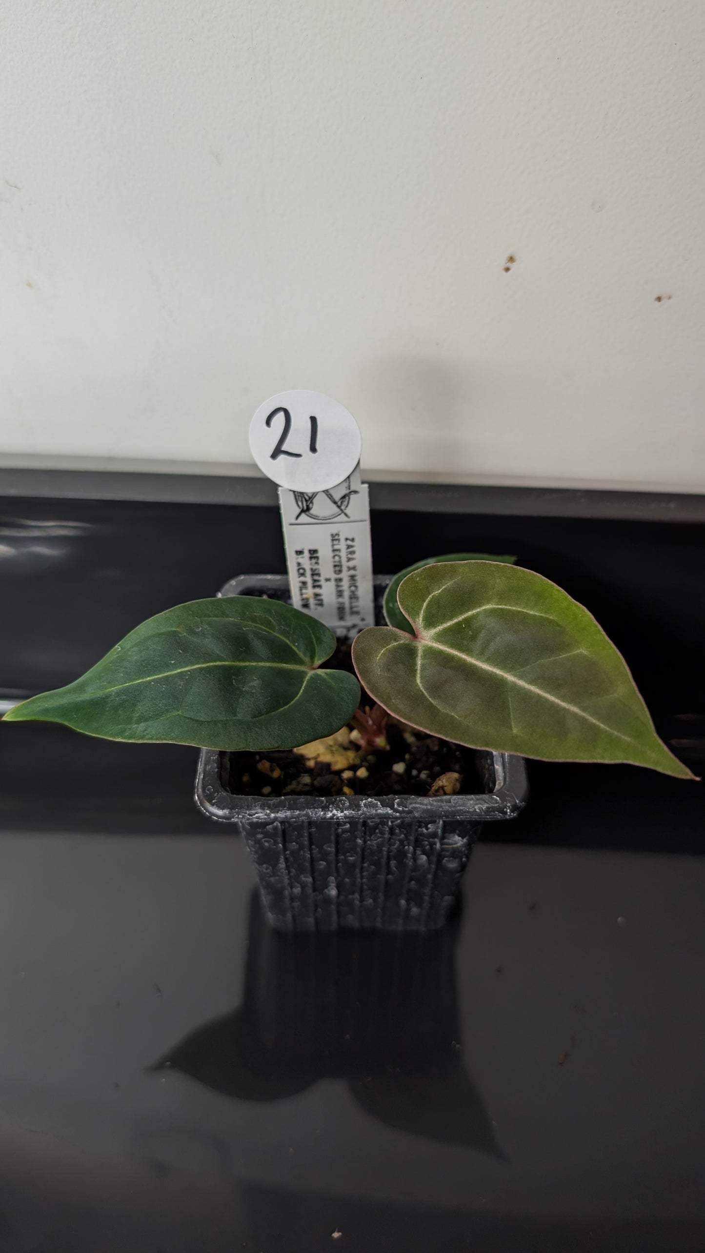 Anthurium Doc Block Zara x Michelle 'Selected Dark Form' x Besseae aff. 'Black Pillow'