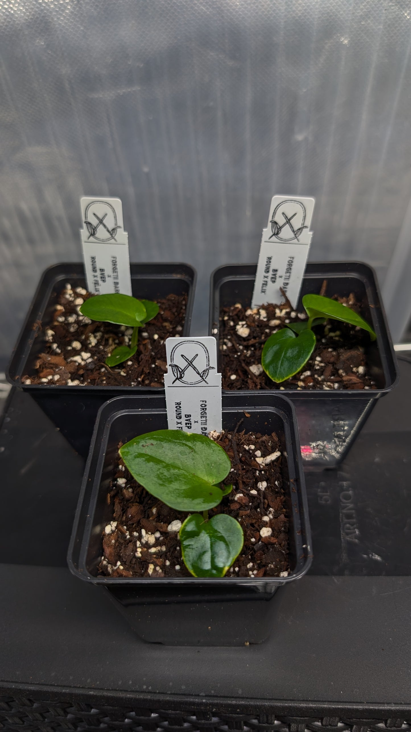 Anthurium Forgetii dark form x BVEP 'Round x Felix'