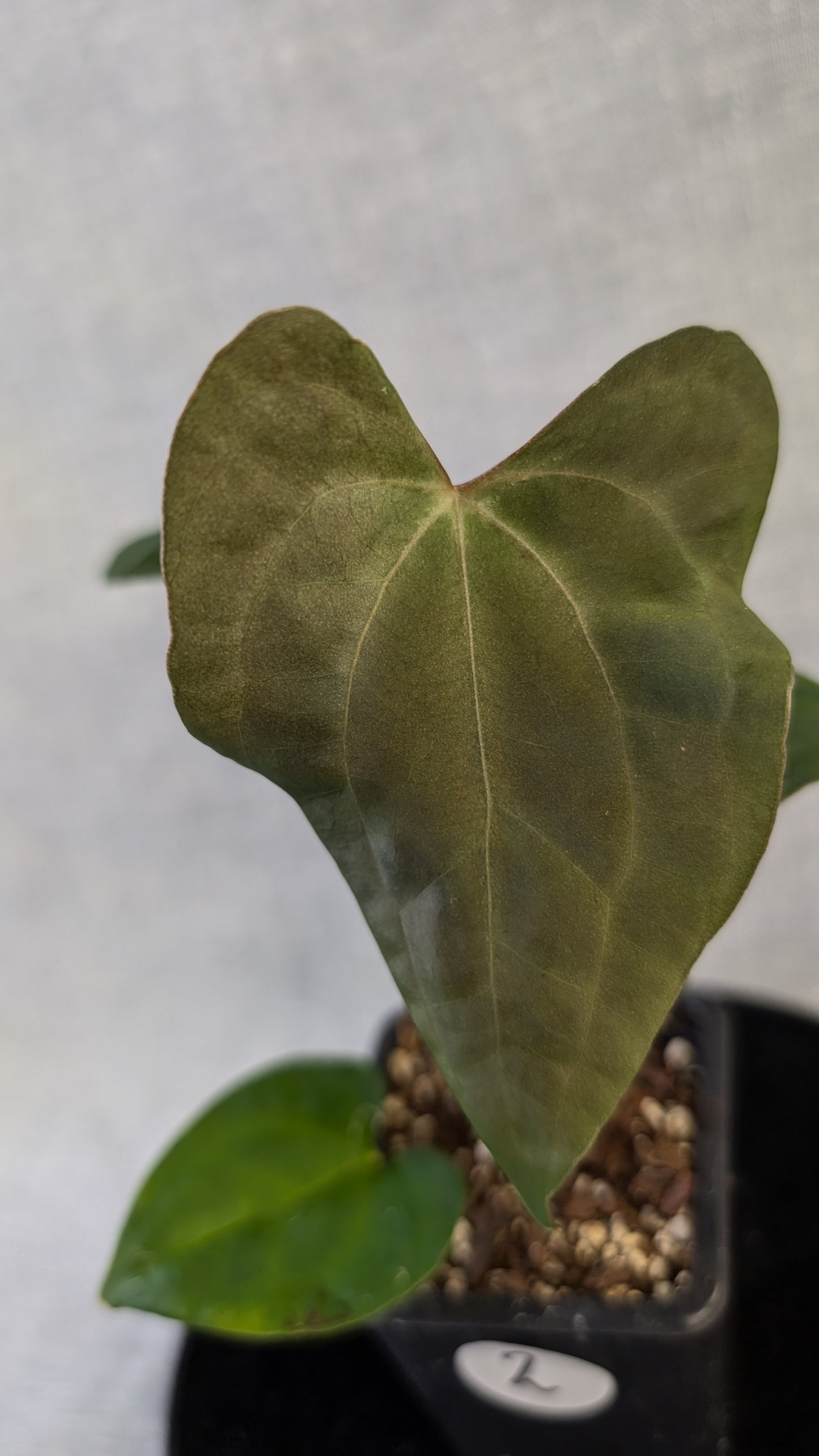 Anthurium Papillilaminum 'Daniel' x Ace of Spagetii