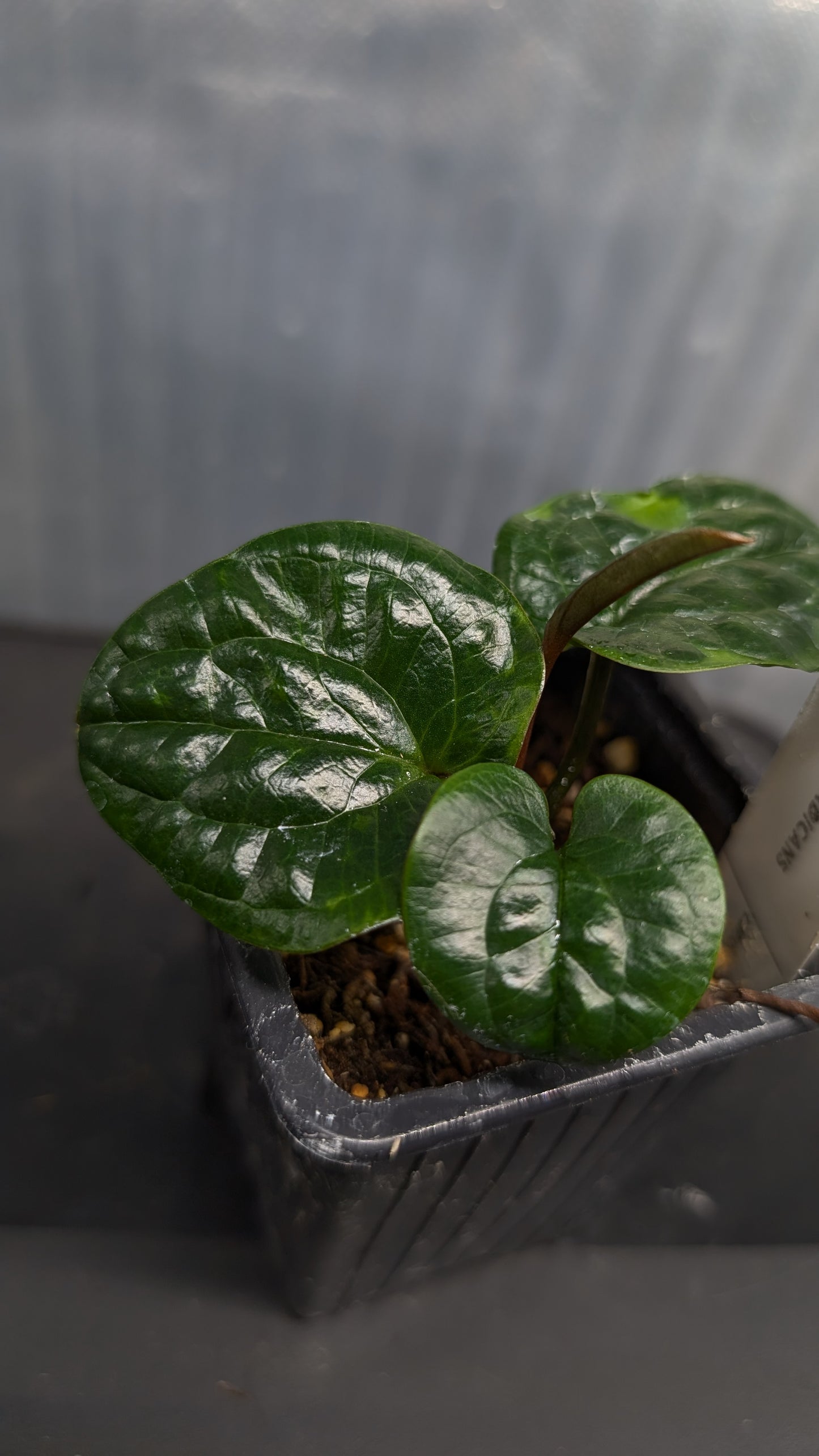 Anthurium Radicans clone