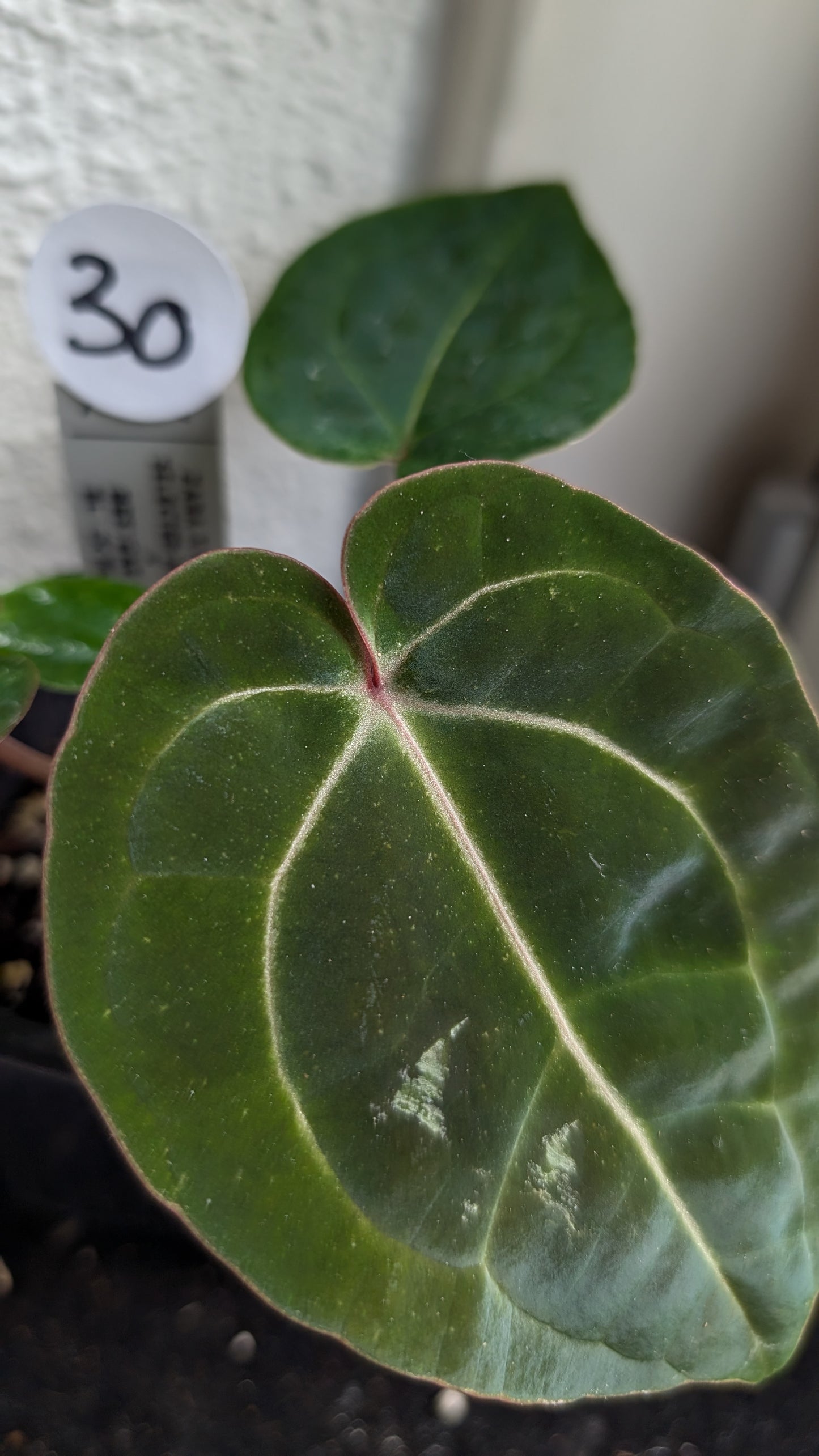 Anthurium Doc Block Zara x Michelle 'Selected Dark Form' x Besseae aff. 'Black Pillow'