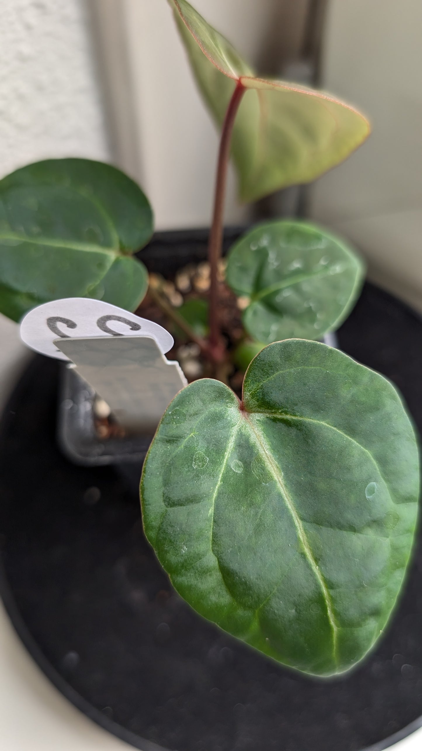 Anthurium Doc Block Zara x Michelle 'Selected Dark Form' x Besseae aff. 'Black Pillow'