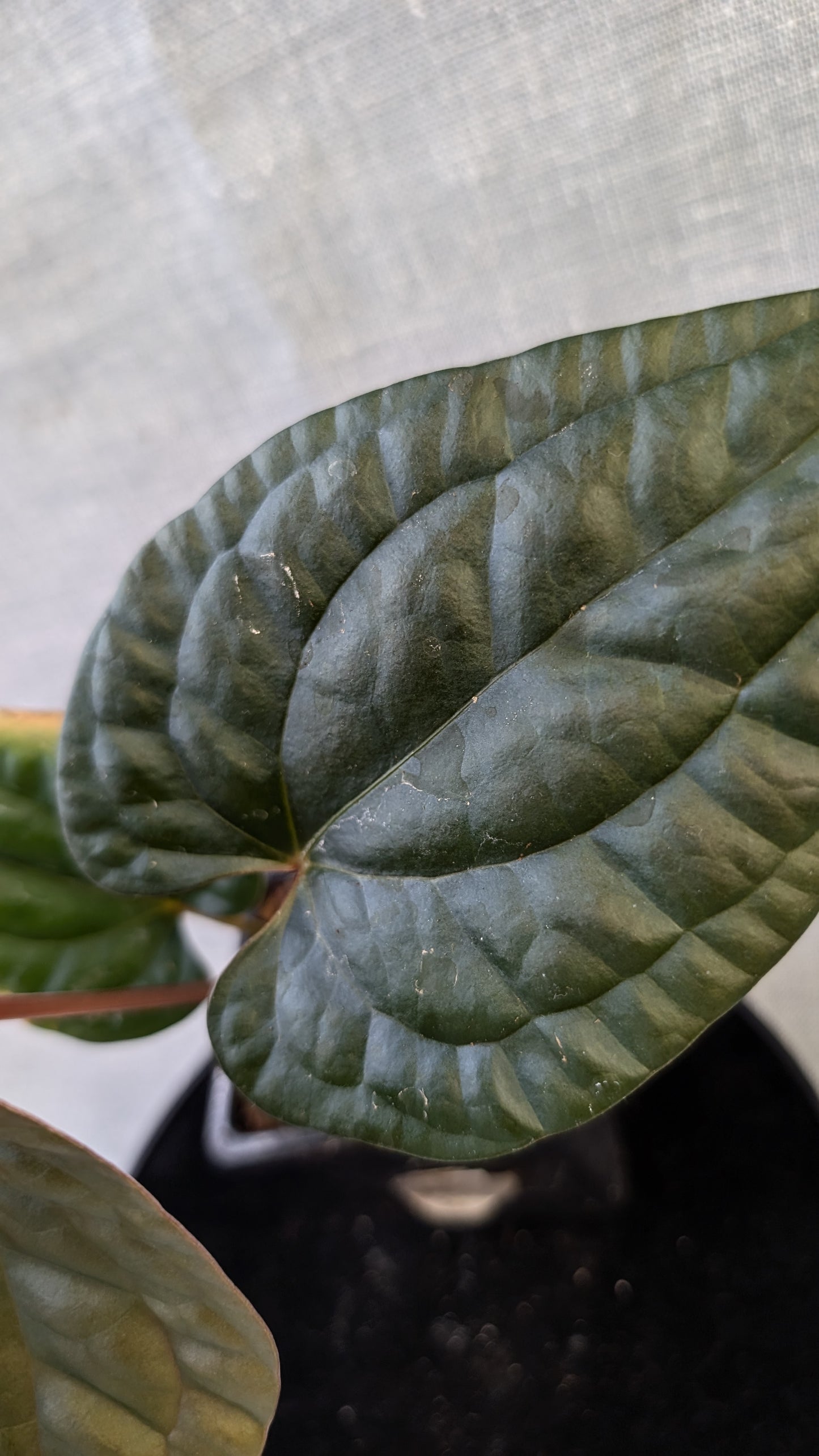 Anthurium Luxurians x Papillilaminum 'Fort Sherman'