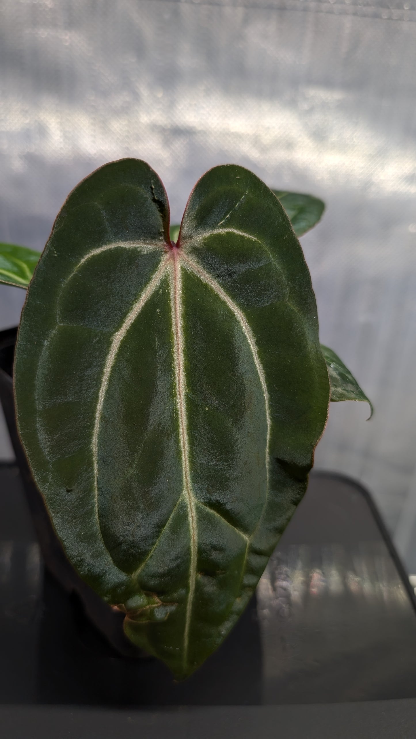 Anthurium Doc Block Zara x Michelle 'Selected Dark Form' x Besseae aff. 'Black Pillow'