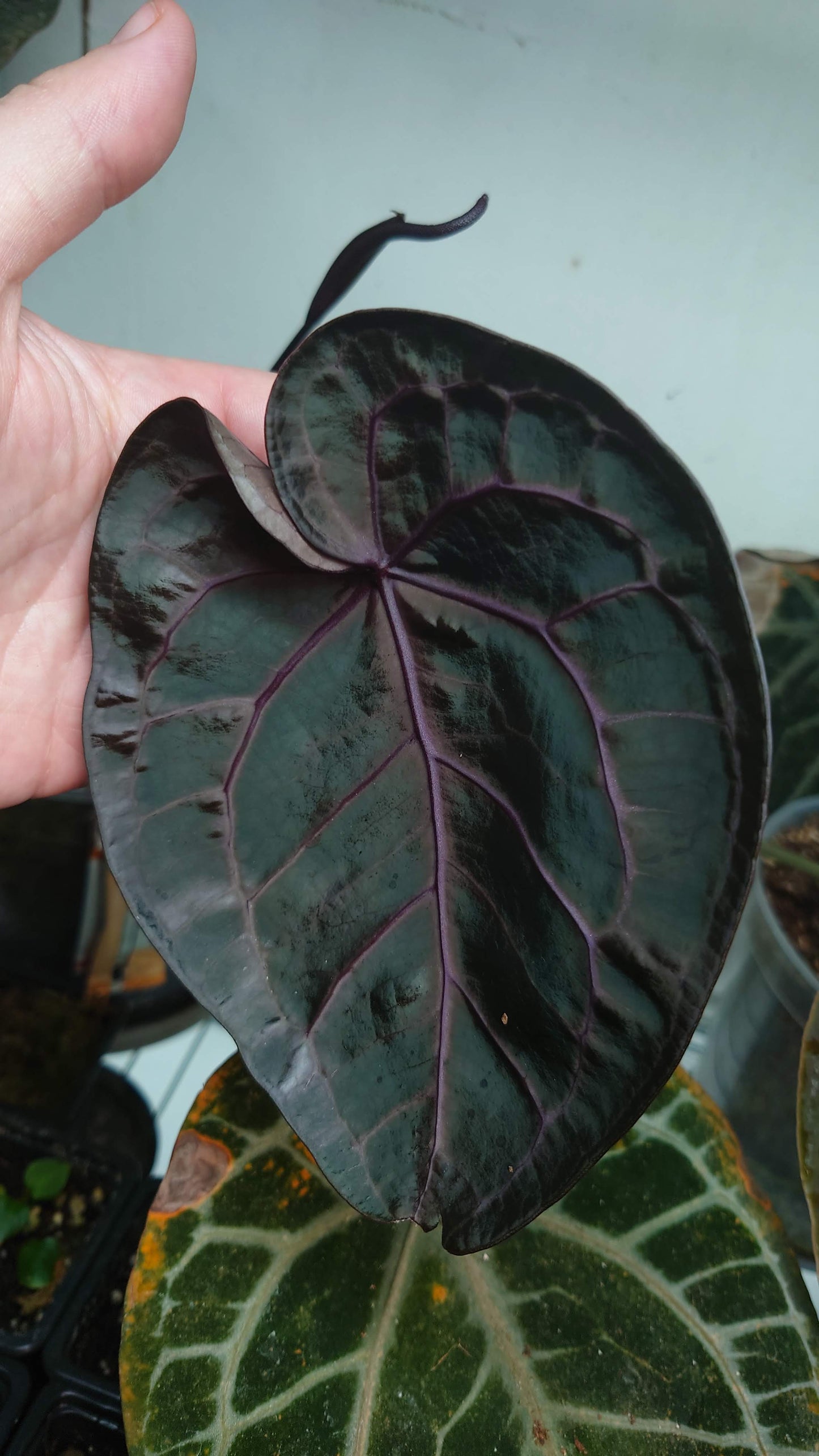Anthurium Doc Block Zara x Michelle 'Selected Dark Form' x Besseae aff. 'Black Pillow'