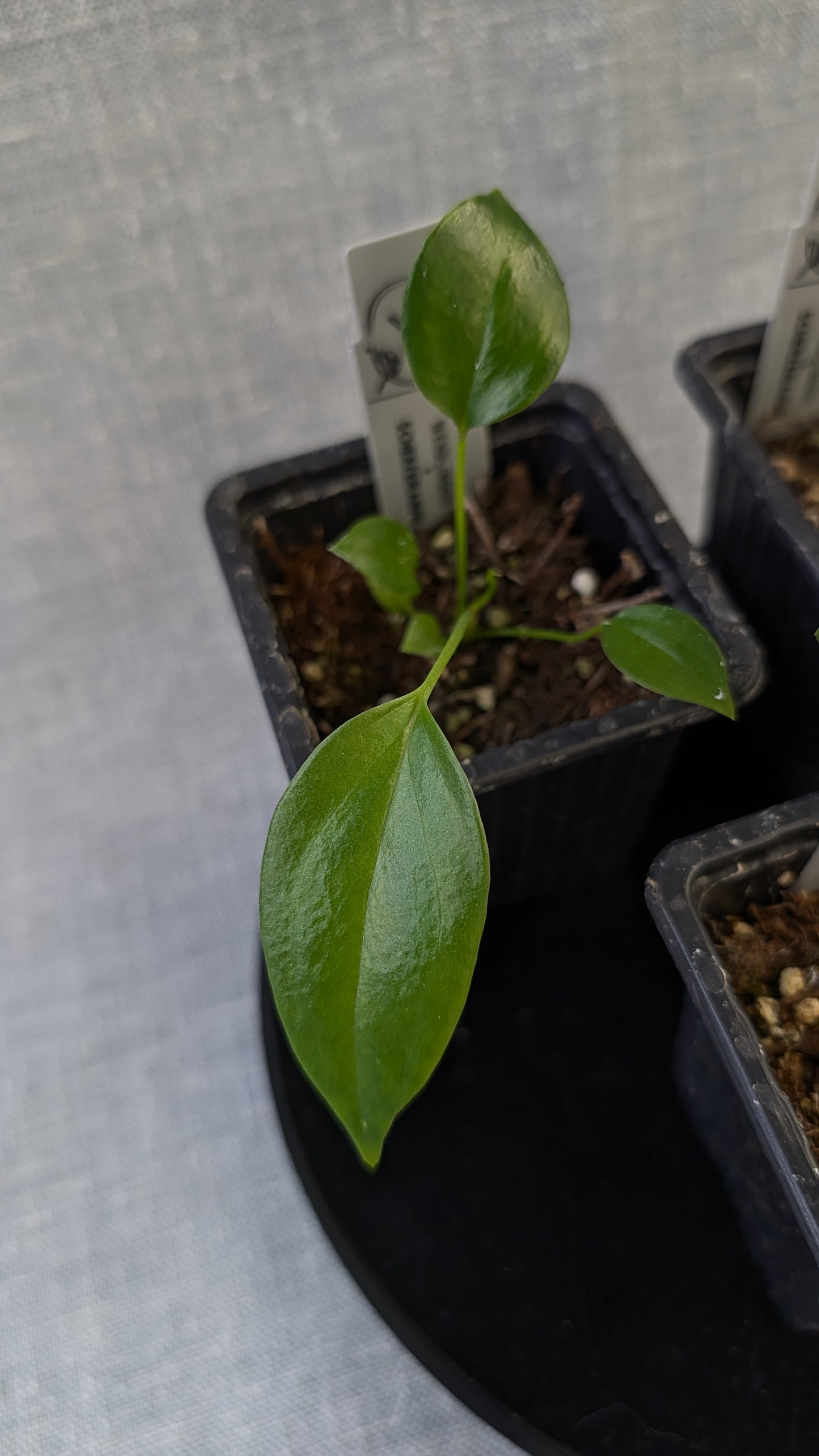 Anthurium Wendlingeri x Scherzerianum