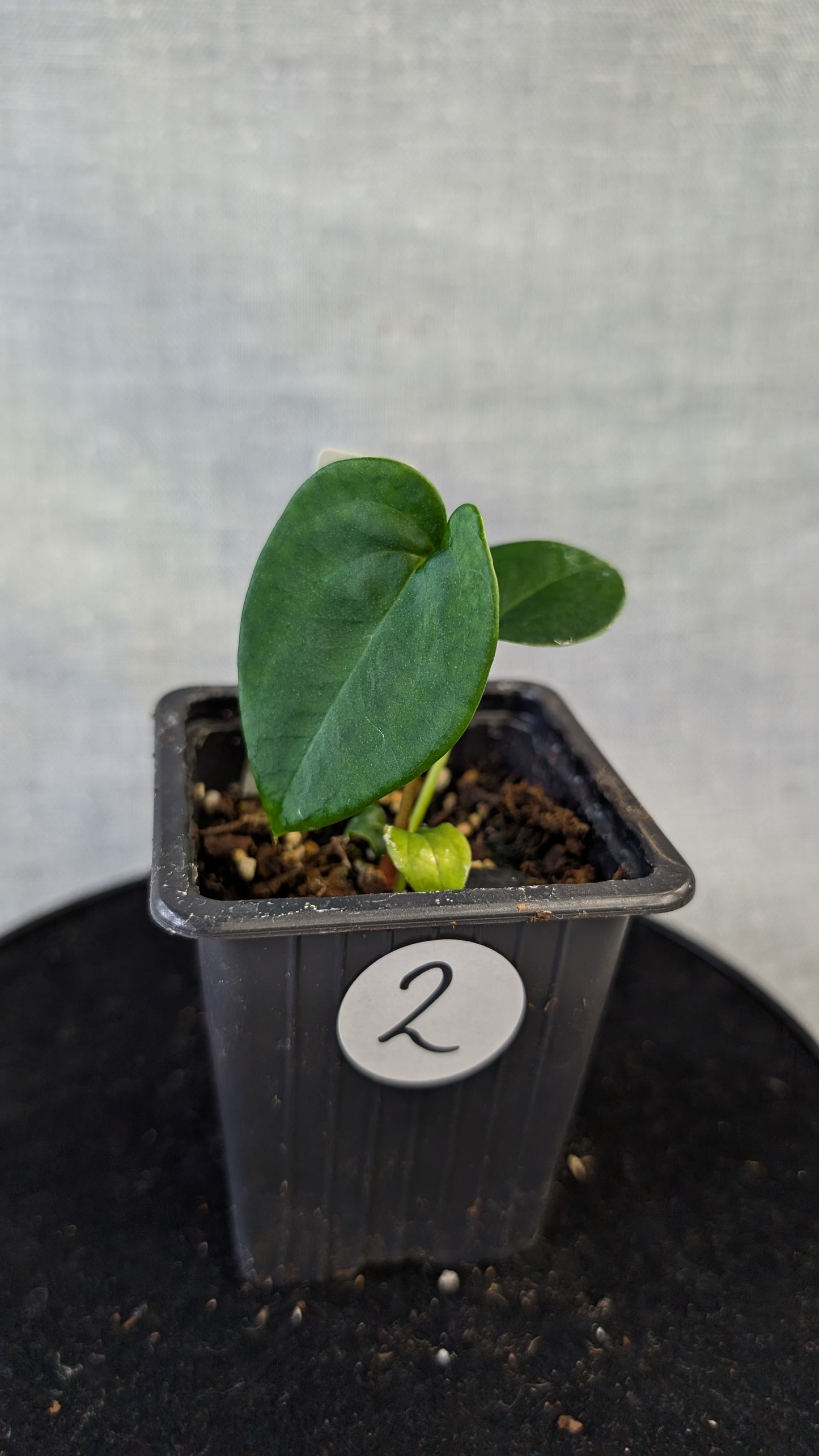 Anthurium Papillilaminum 'Daniel'