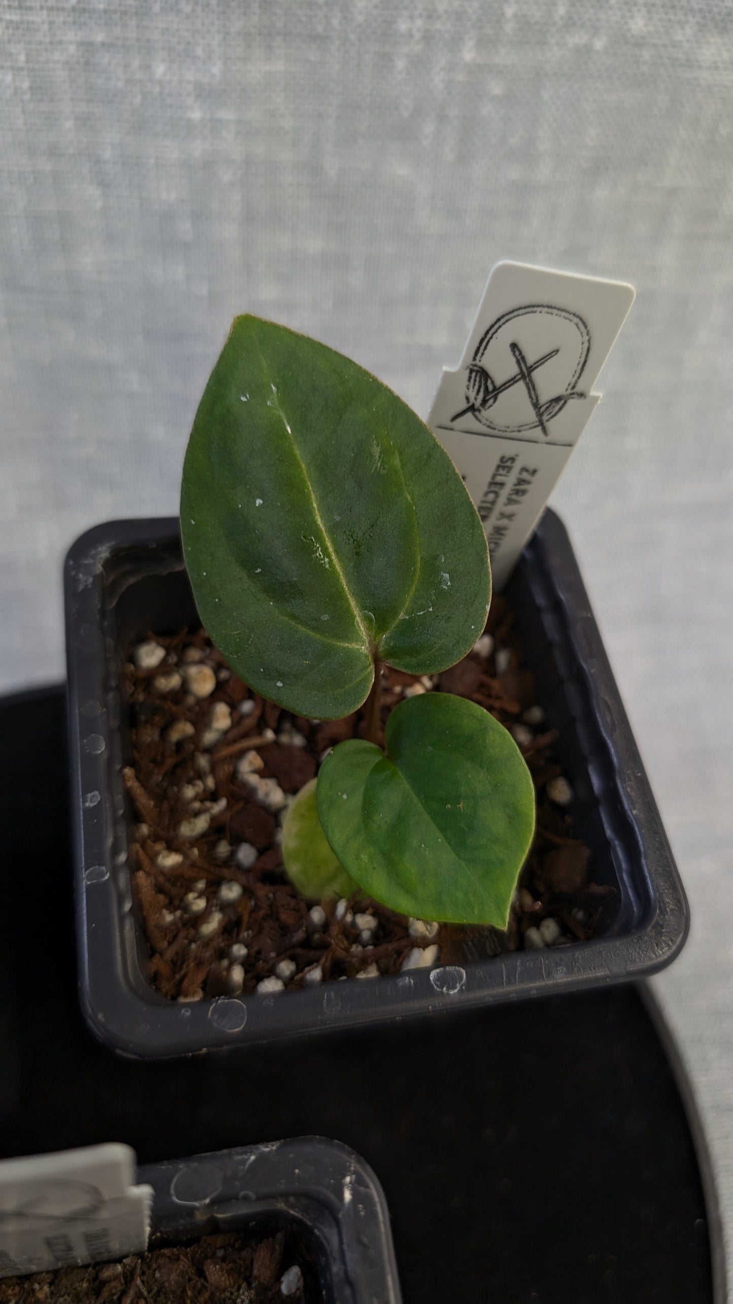 Anthurium Doc Block 'Zara' x 'Michelle' Selected Dark Form x Besseae aff. 'Black Pillow'