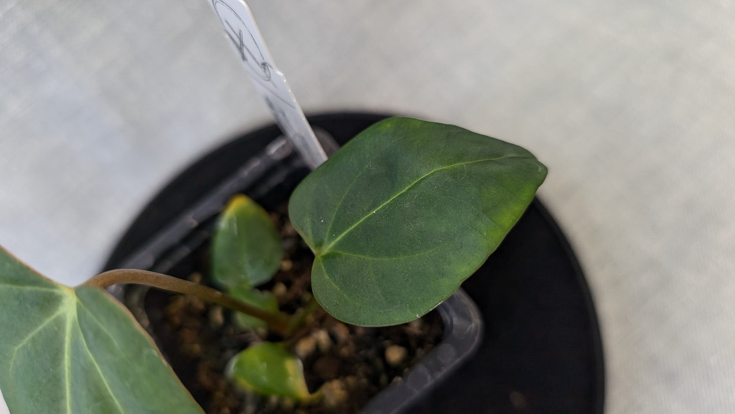 Anthurium Regale 'Dream Catcher' x Mr. Worldwide