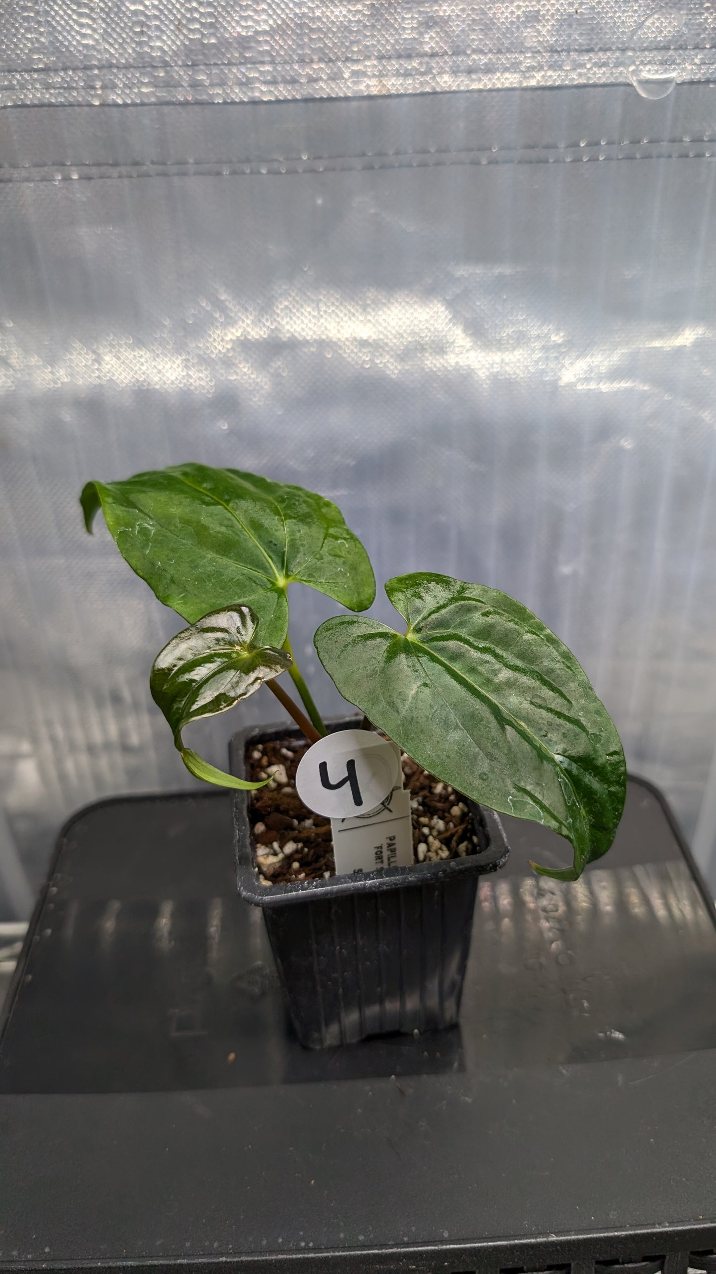 Anthurium Papillilaminum 'Fort Sherman'