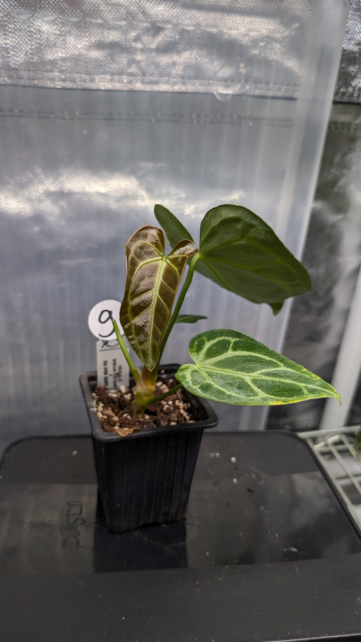 Anthurium Regale 'Dream Catcher' x 'Silver Shield'