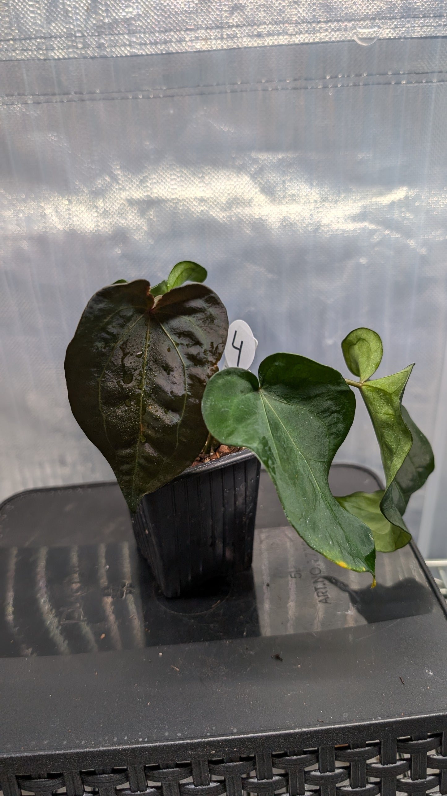 Anthurium Ace of Spagetii F2 (Ace of Spades x Forgetii) F2
