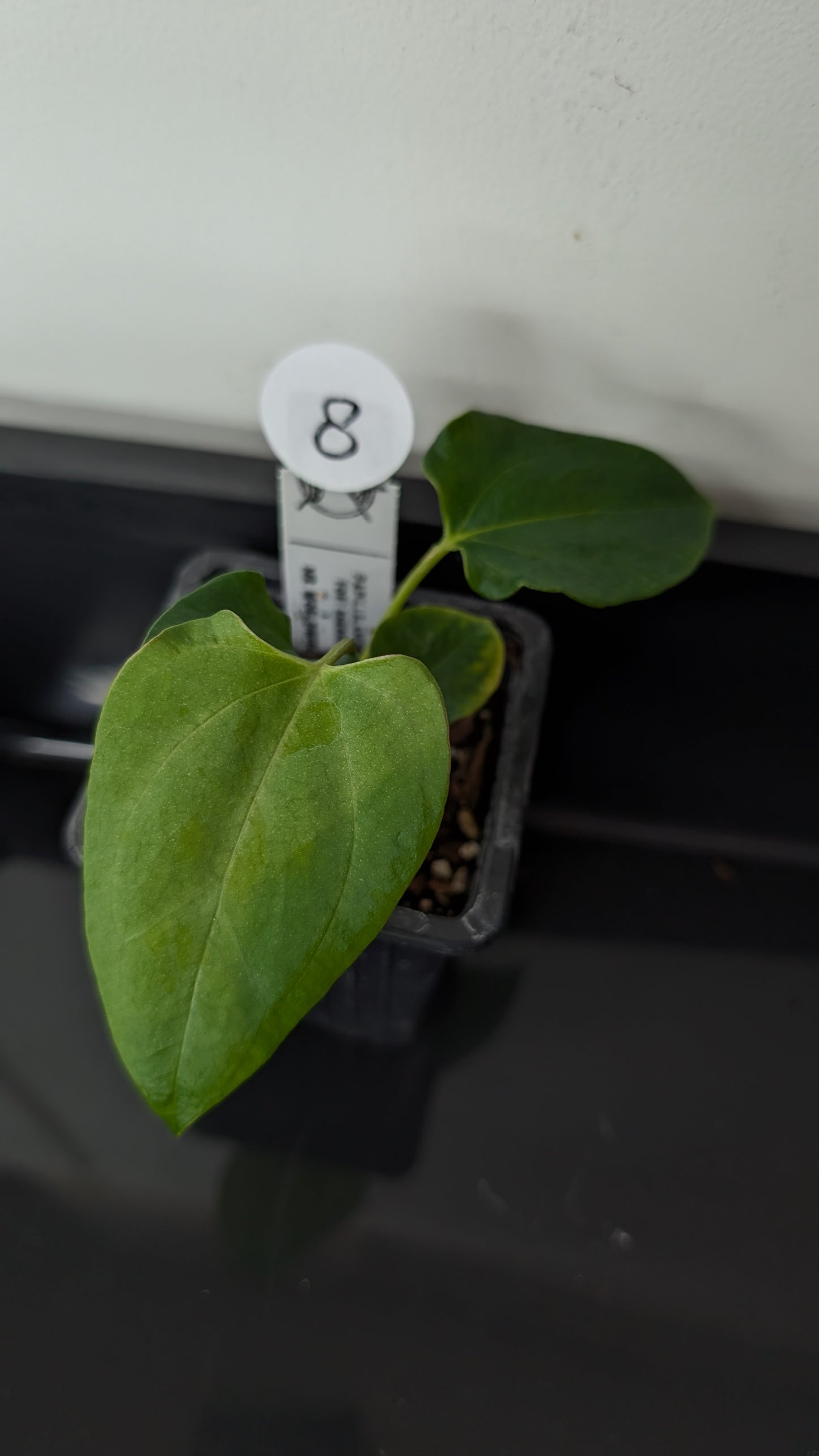 Anthurium Papillilaminum 'Fort Sherman' x Mr. Worldwide