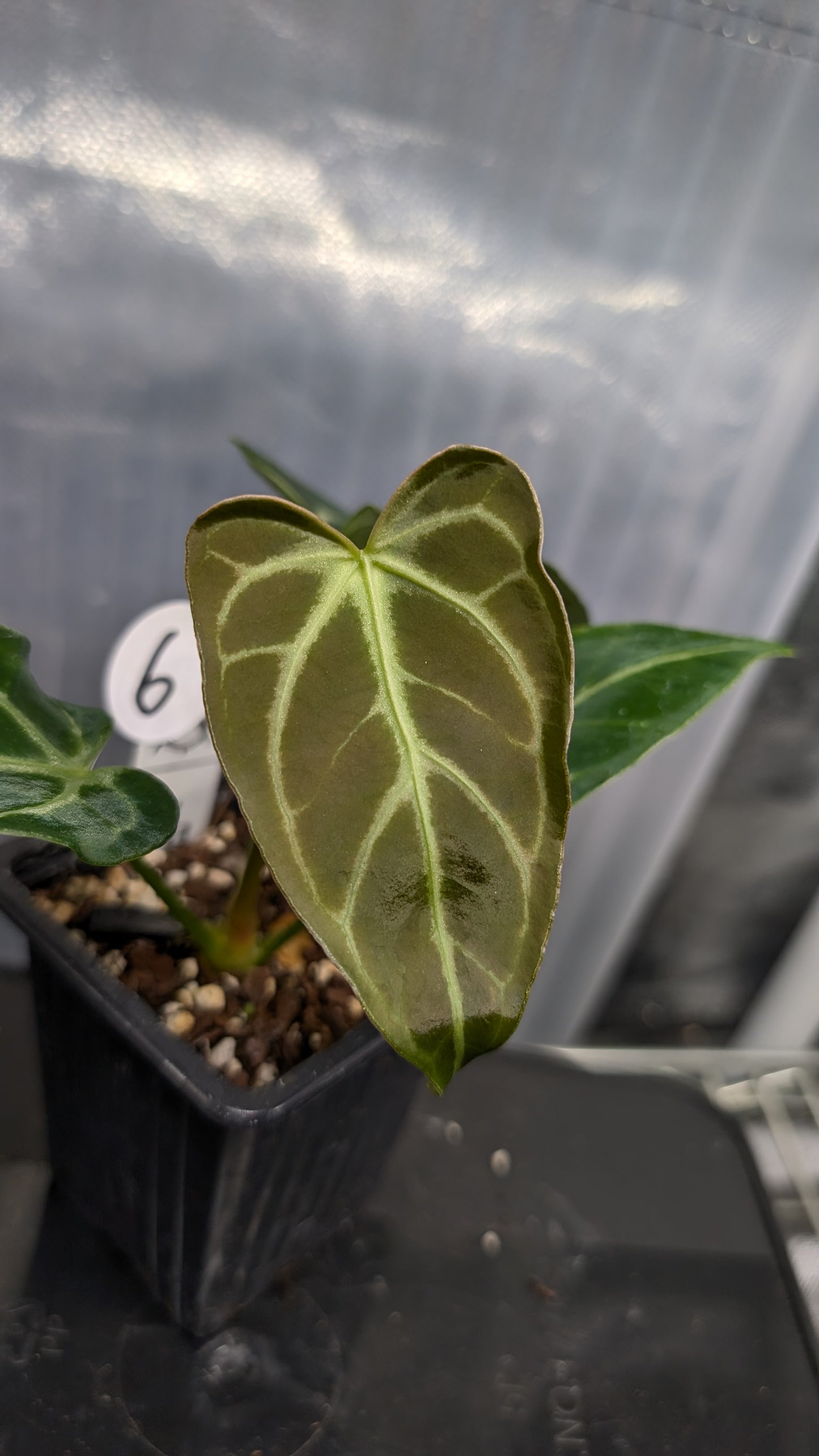 Anthurium Regale 'Dream Catcher' x 'Silver Shield'