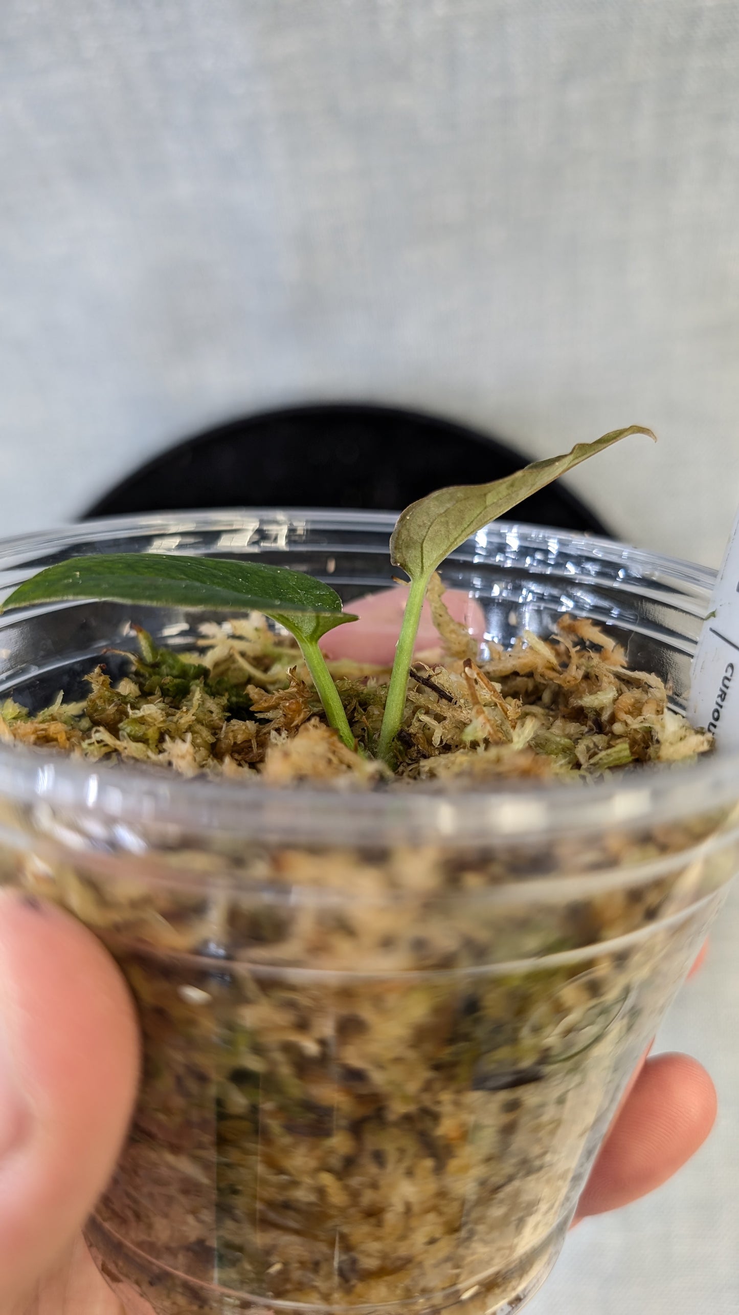 Anthurium Red Spider CLONE