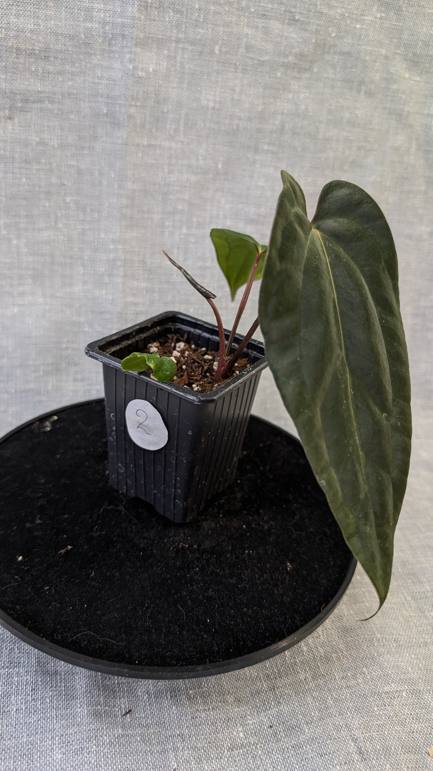 Anthurium Besseae aff 'Black Pillow' x Papillilaminum 'Fort Sherman' seedlings