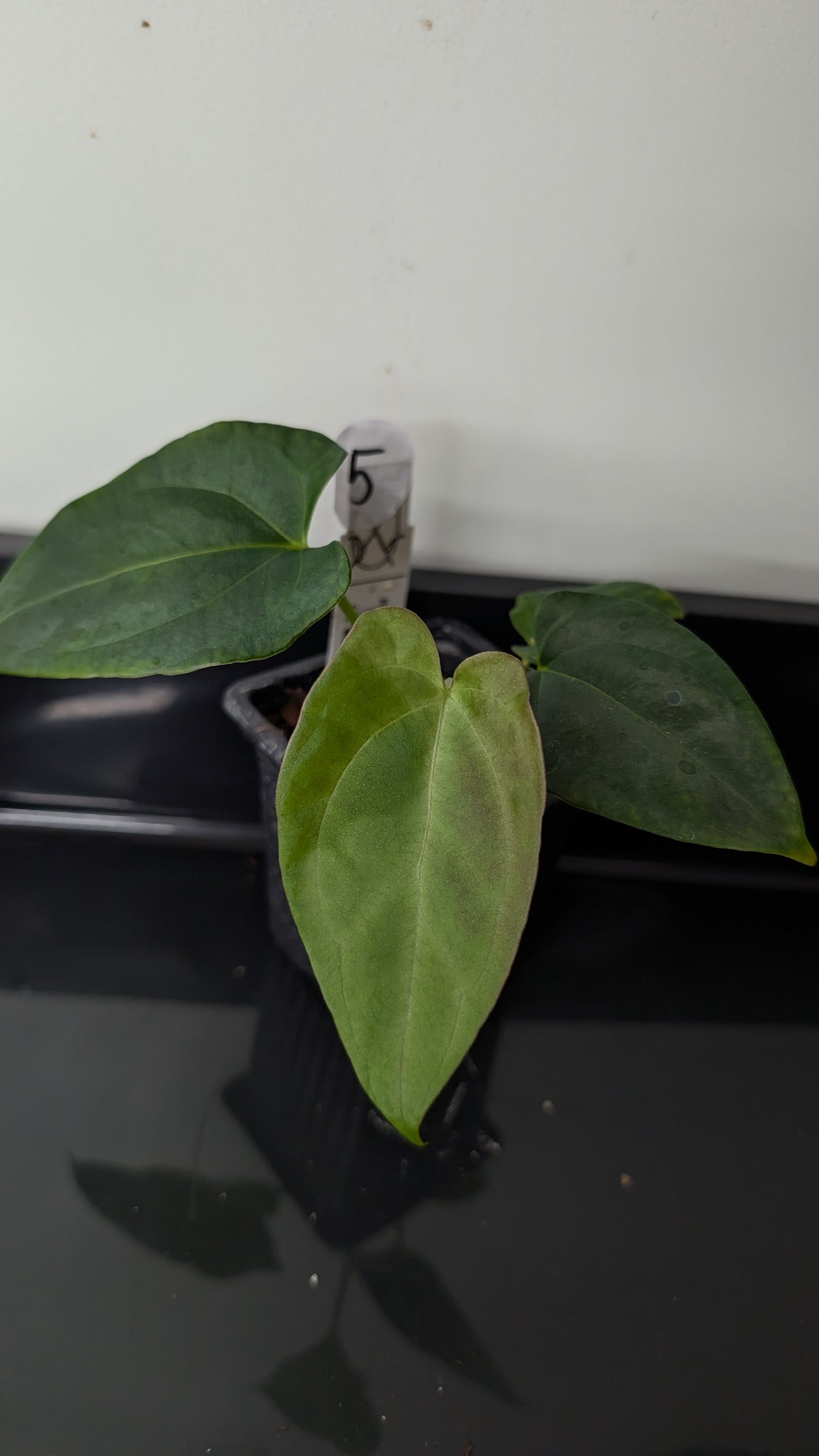 Anthurium Papillilaminum 'Fort Sherman' x Mr. Worldwide
