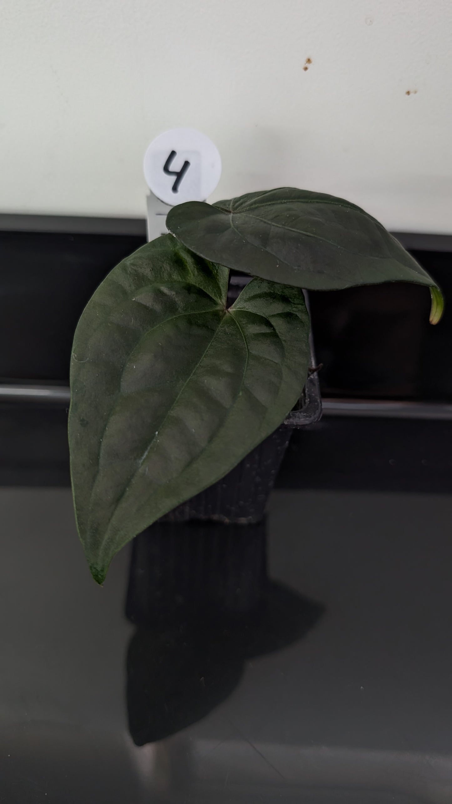 Ace of Spades SKG 'Ribbed Petiole' Clone/offset