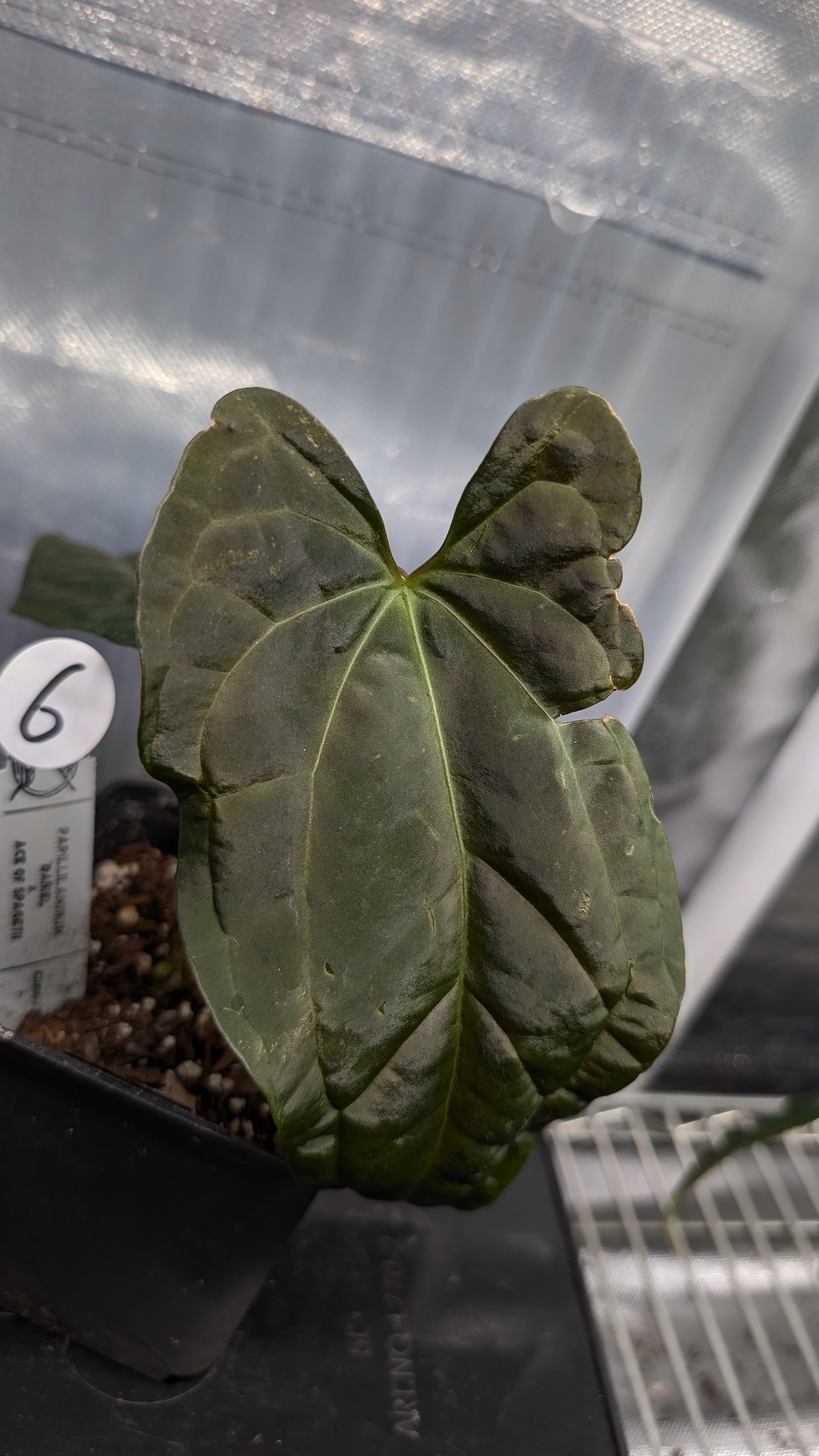 Anthurium Papillilaminum 'Daniel' x Ace of Spagetii