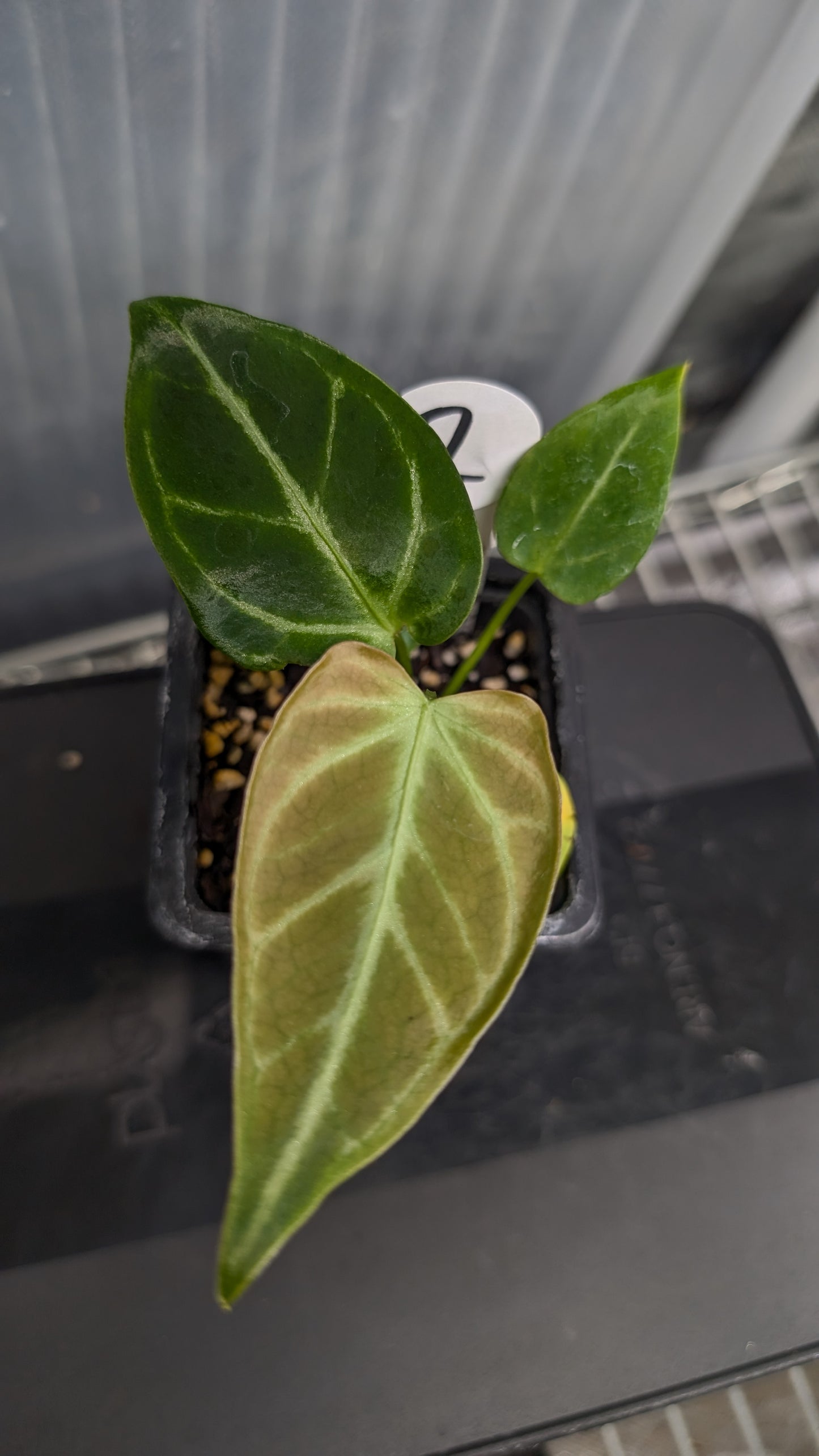 Anthurium Regale 'Dream Catcher' x 'Silver Shield'