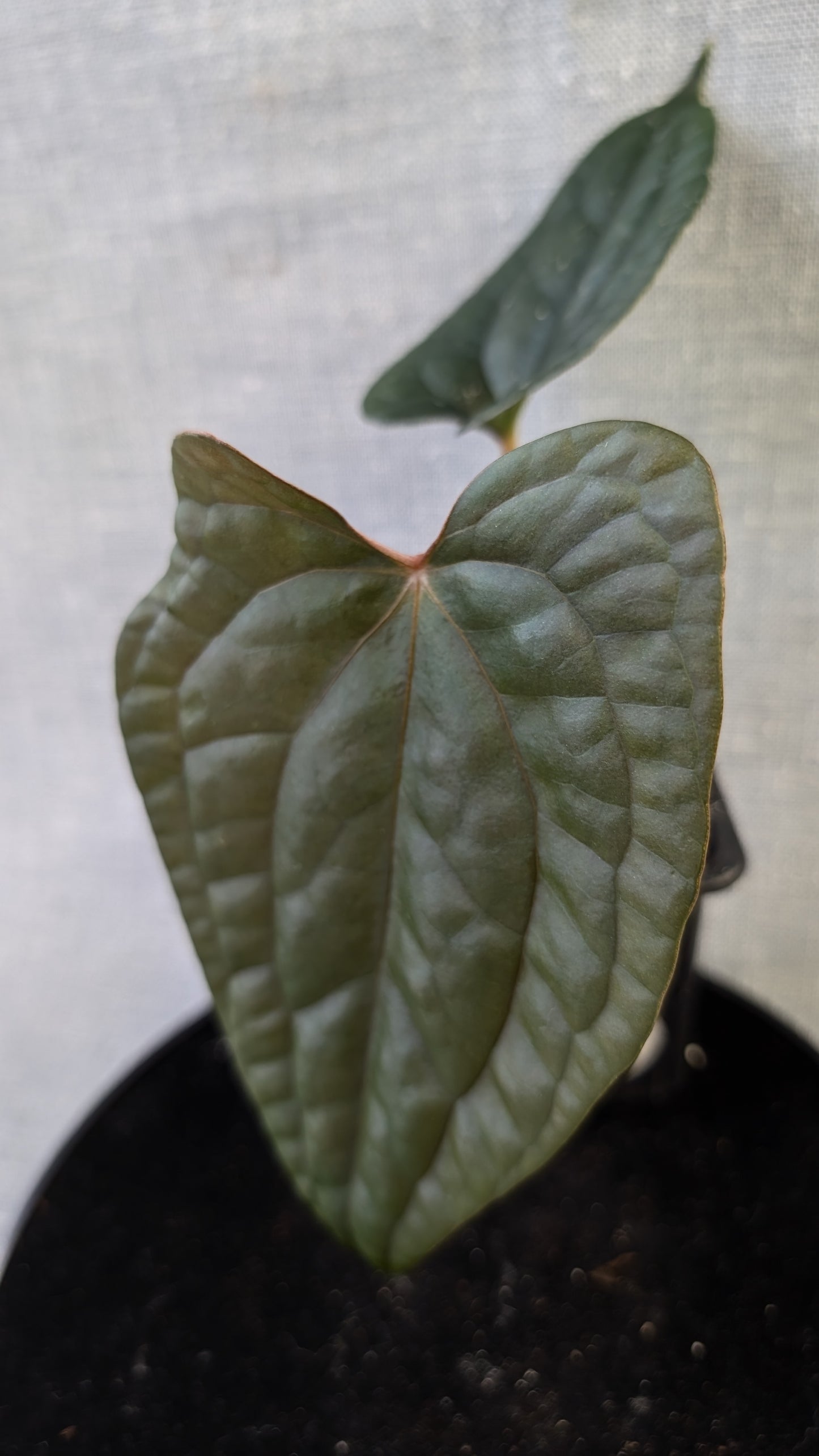 Anthurium Luxurians x Papillilaminum 'Fort Sherman'