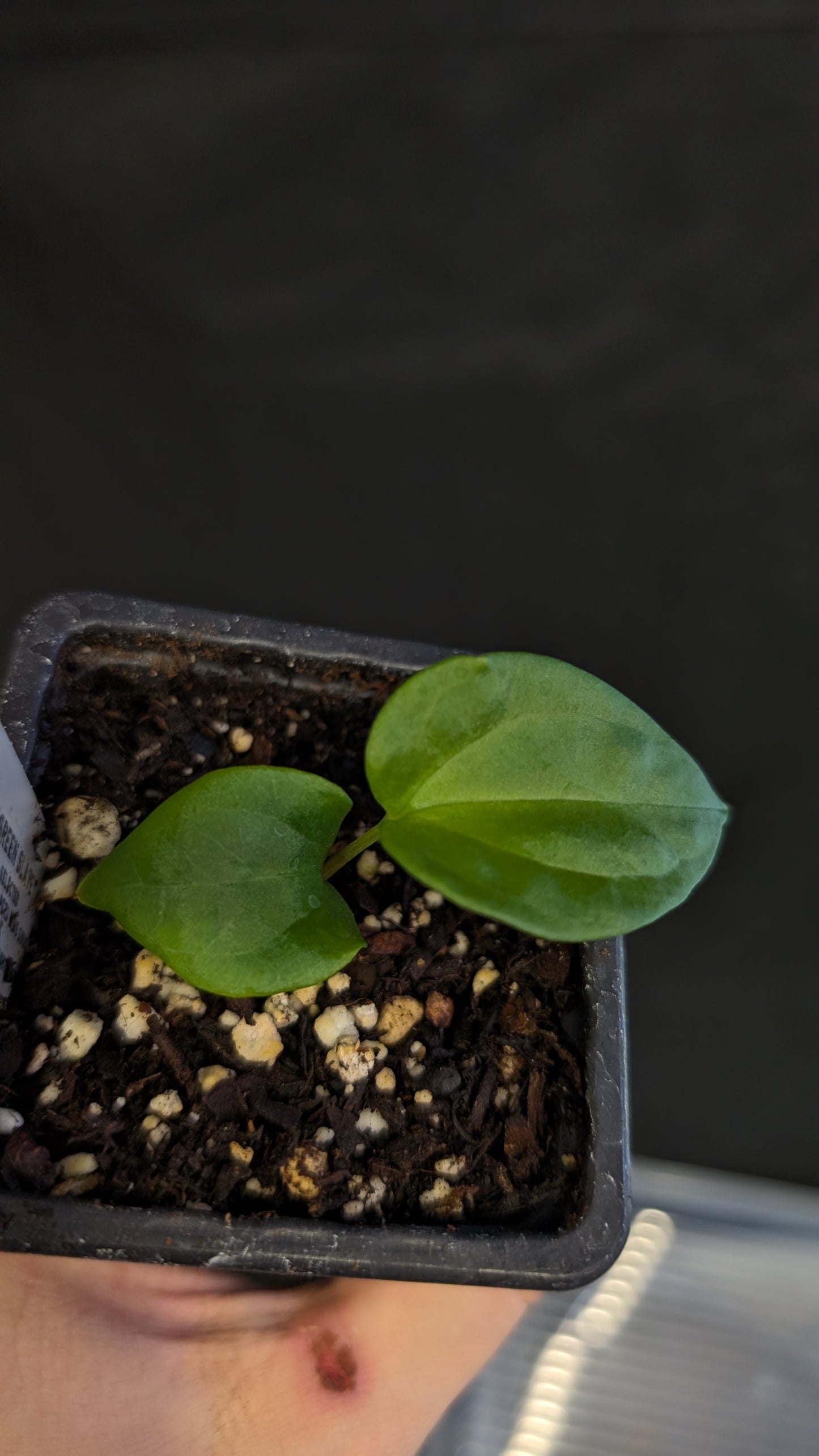 Anthurium 'Green Slate'