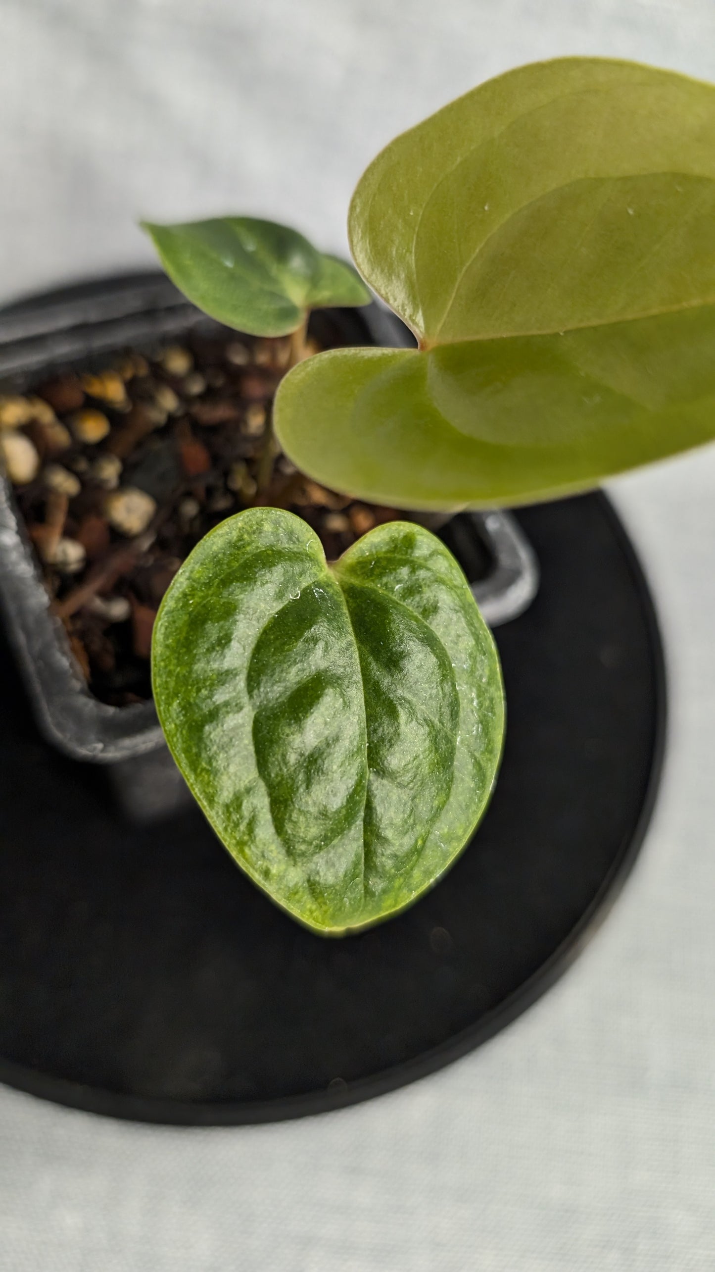 Anthurium Veitchii x Radicans (Unique Curious Plants-cross)