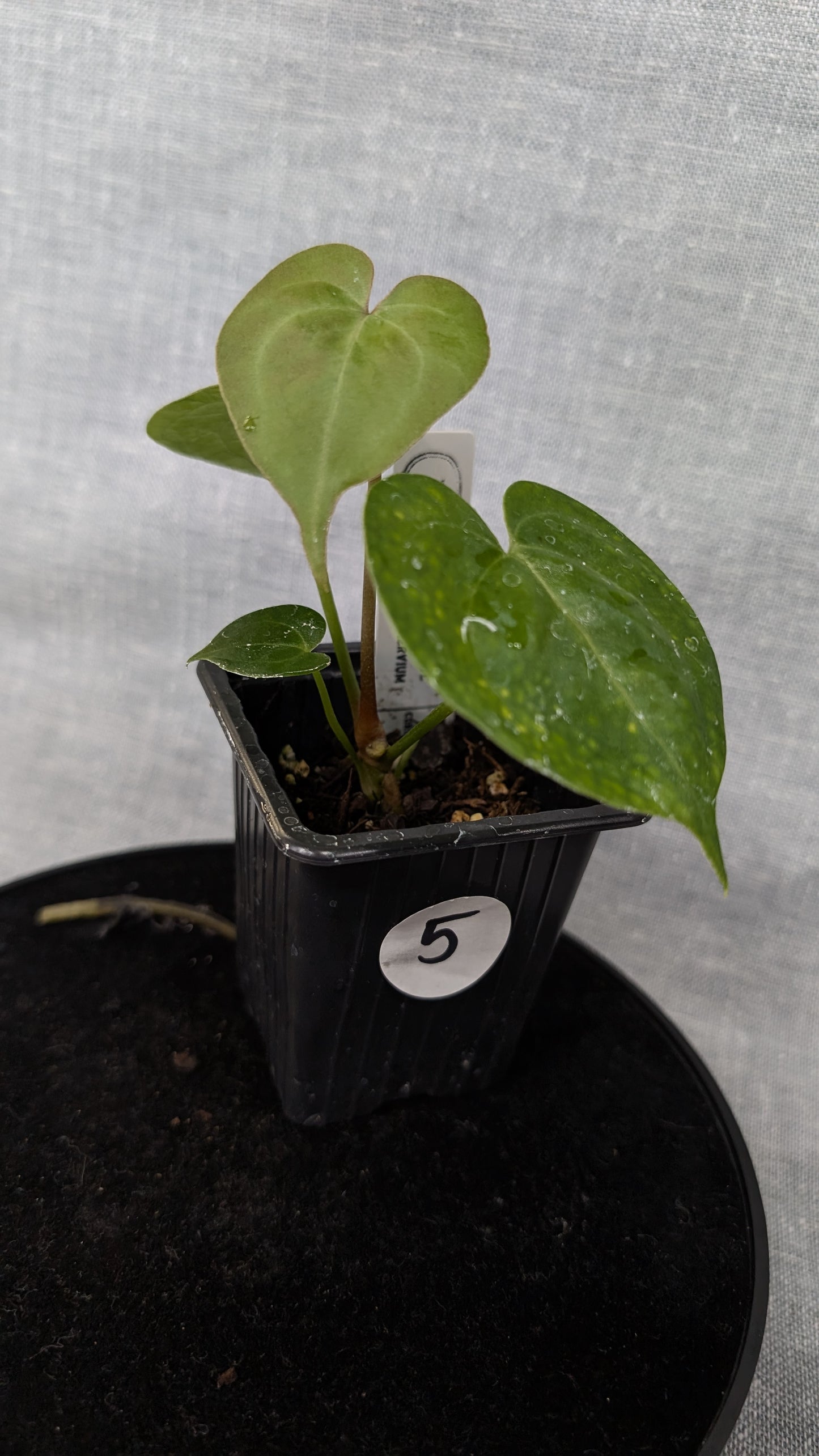 Anthurium Pterodactyl variegata x Clarinervium (or x self)