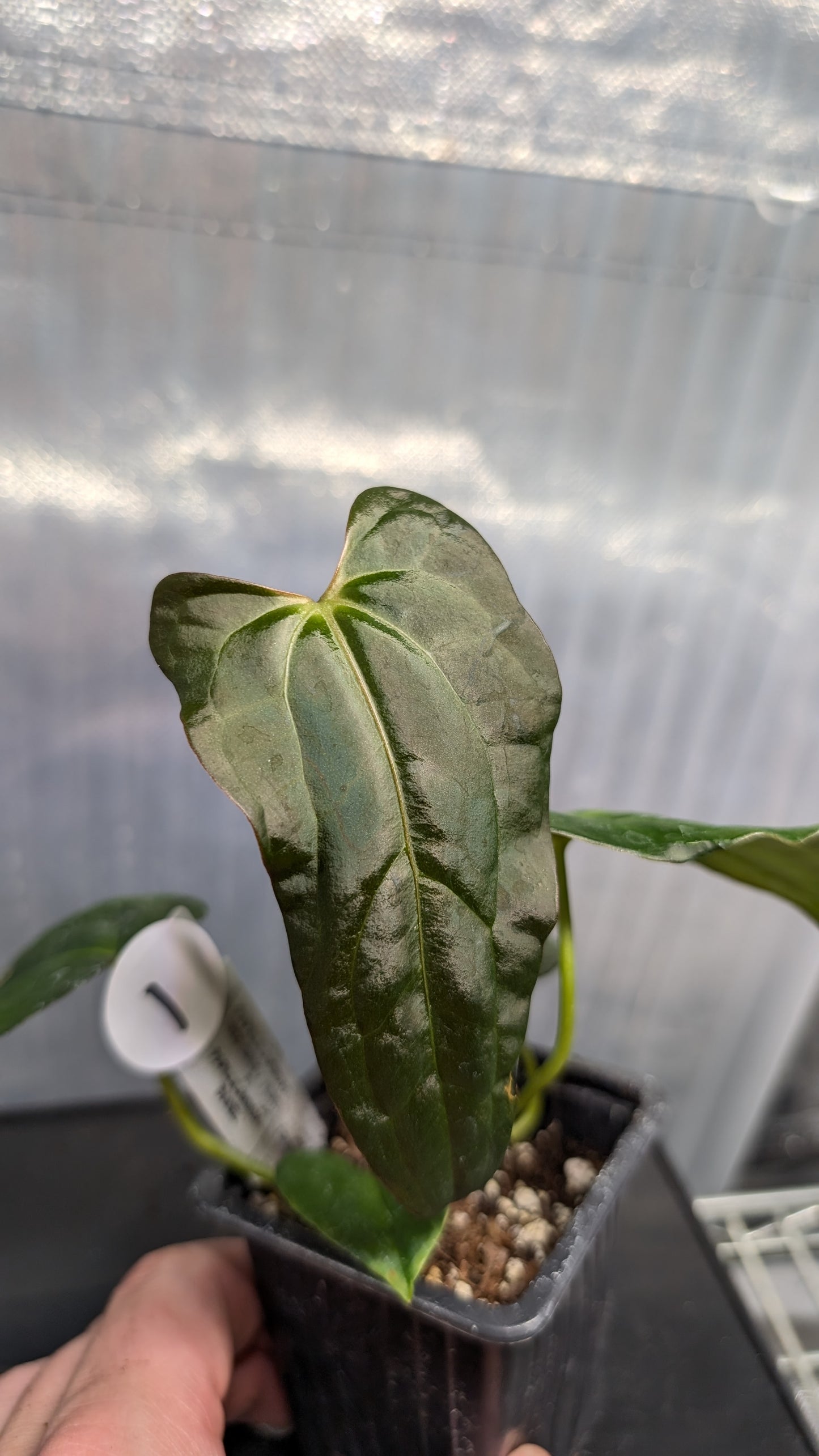 Anthurium PapillilaminumX (Red Sinus / Veins) x Papillilaminum 'Daniel'