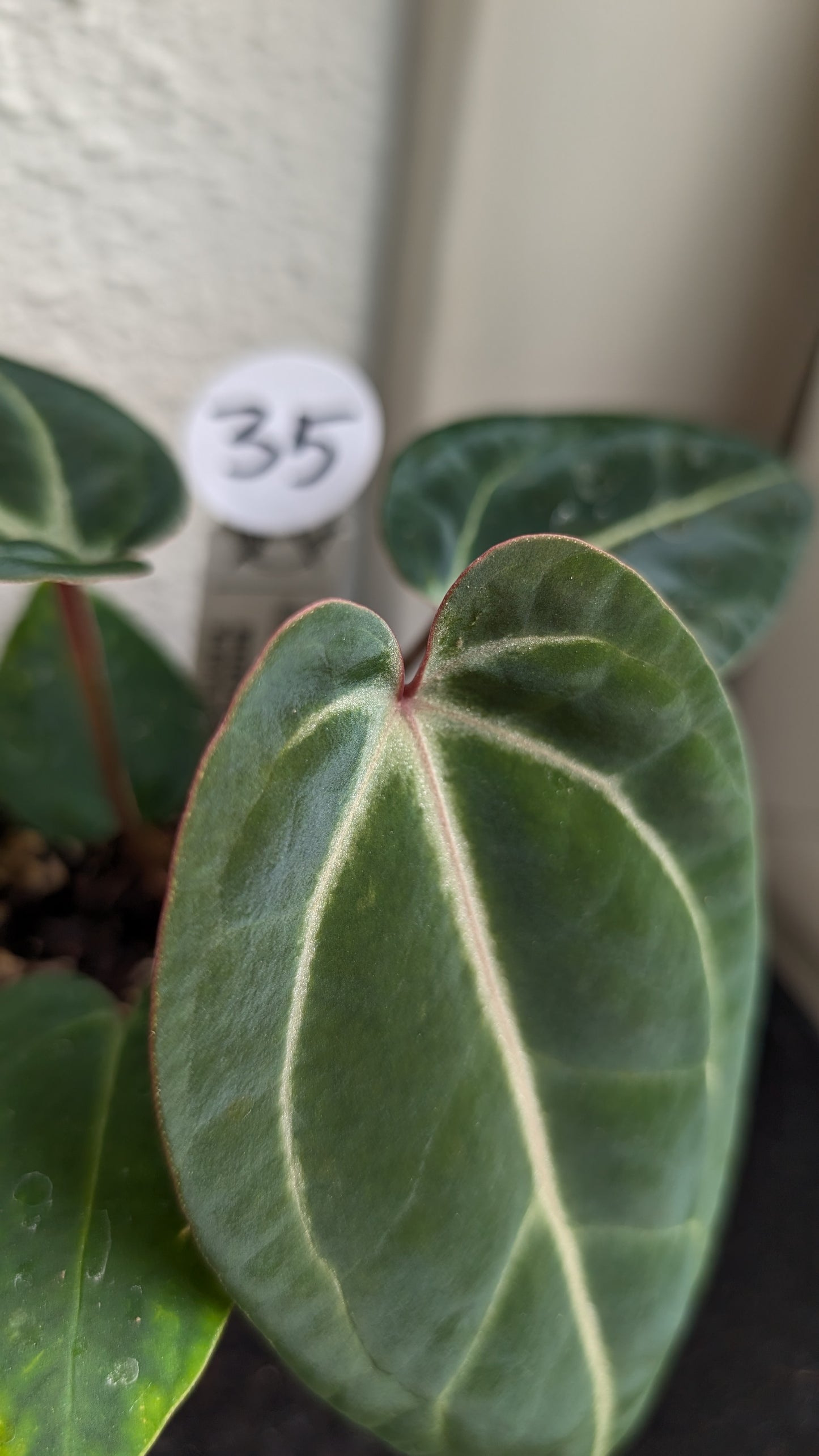 Anthurium Doc Block Zara x Michelle 'Selected Dark Form' x Besseae aff. 'Black Pillow'
