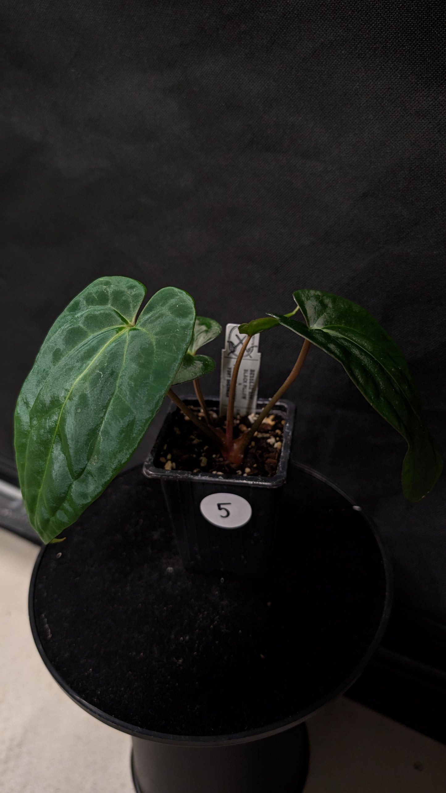 Anthurium Besseae aff 'Black Pillow' x Papillilaminum 'Fort Sherman' seedlings