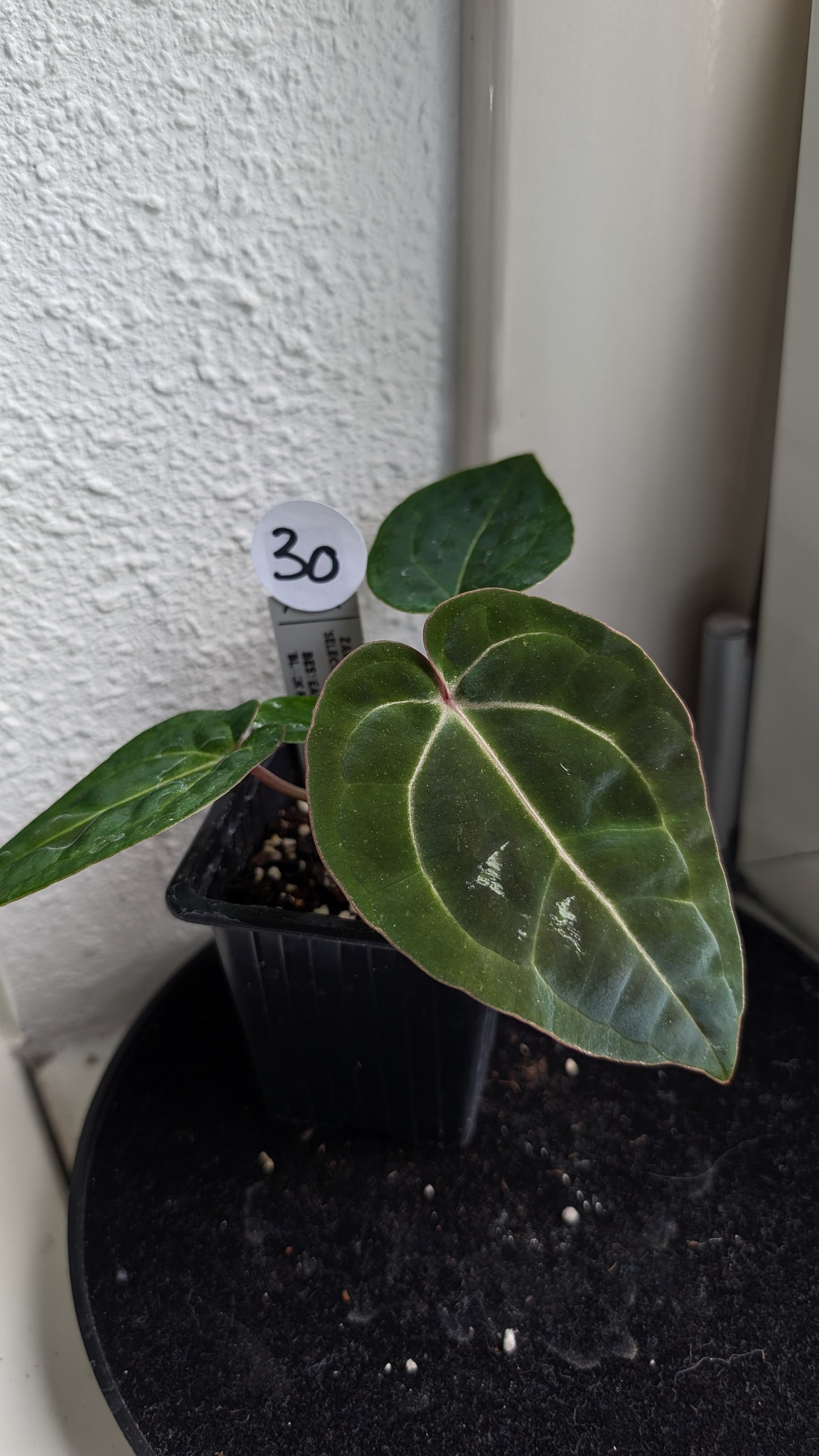 Anthurium Doc Block Zara x Michelle 'Selected Dark Form' x Besseae aff. 'Black Pillow'