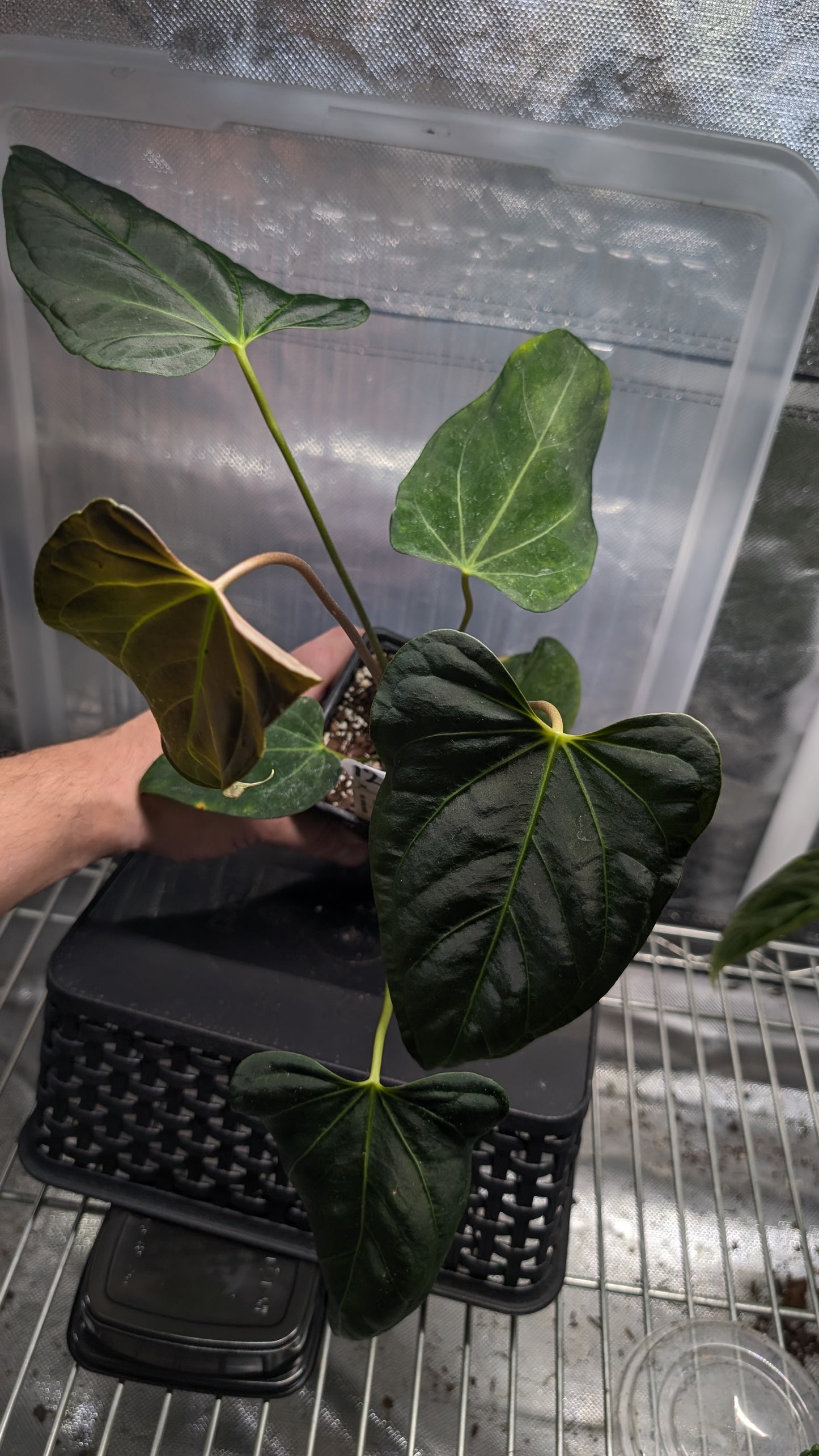 Anthurium Regale 'Dream Catcher' x Mr. Worldwide