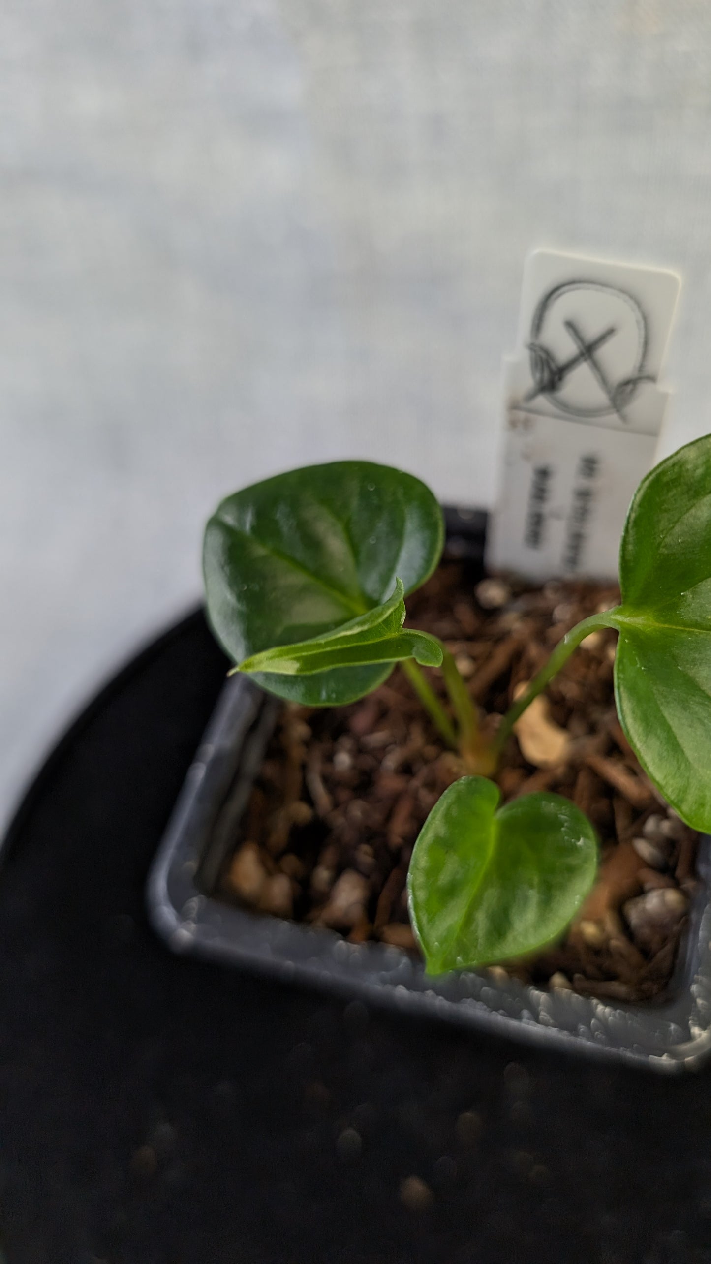 Anthurium 'Mr Worldwide' x Diabloense