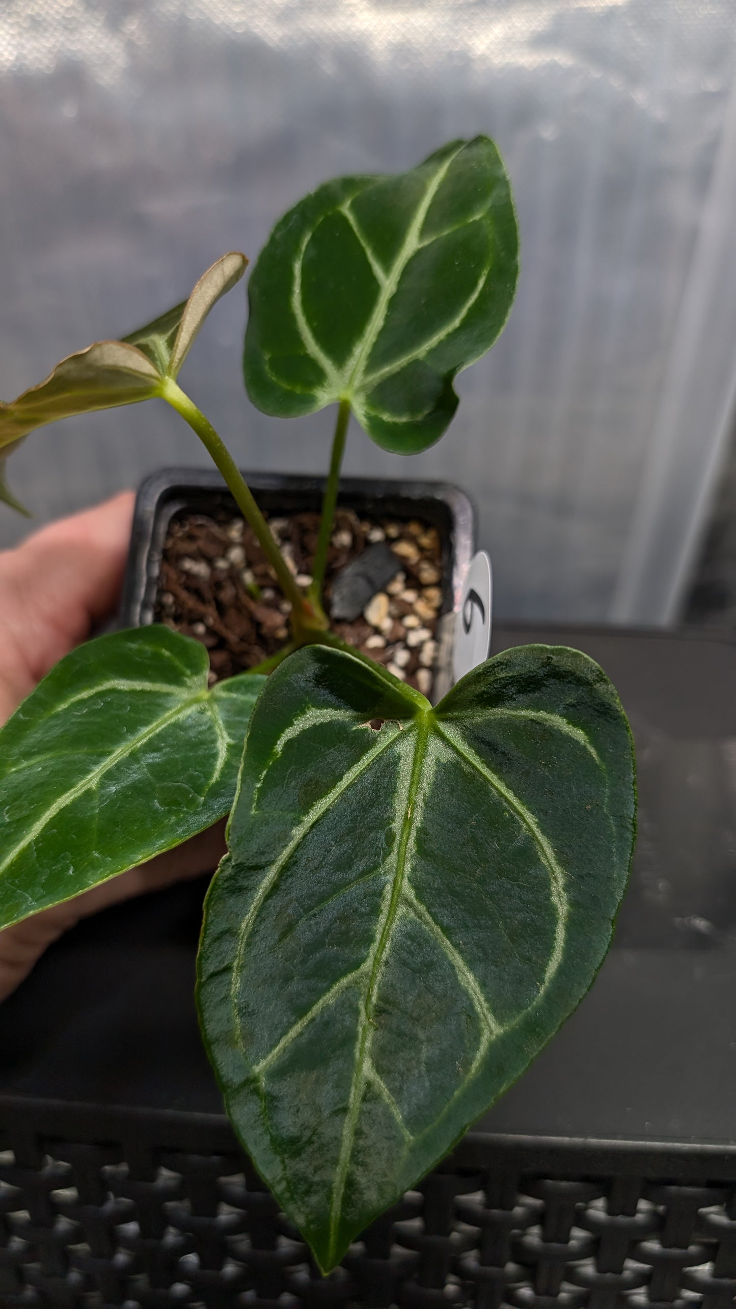 Anthurium Regale 'Dream Catcher' x 'Silver Shield'
