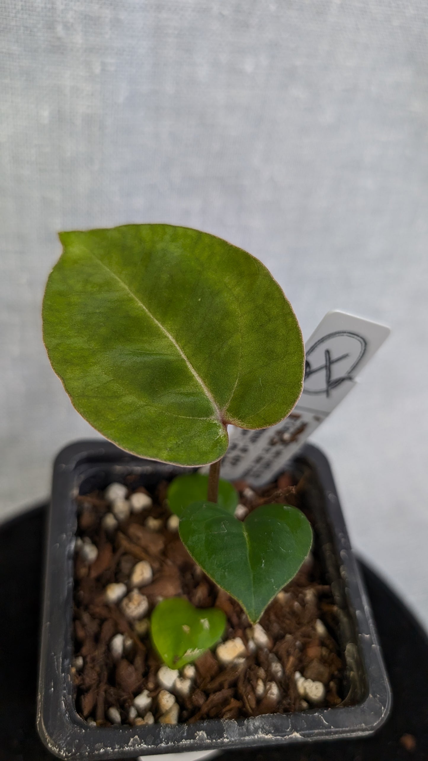 Anthurium Doc Block 'Zara' x 'Michelle' Selected Dark Form x Besseae aff. 'Black Pillow'