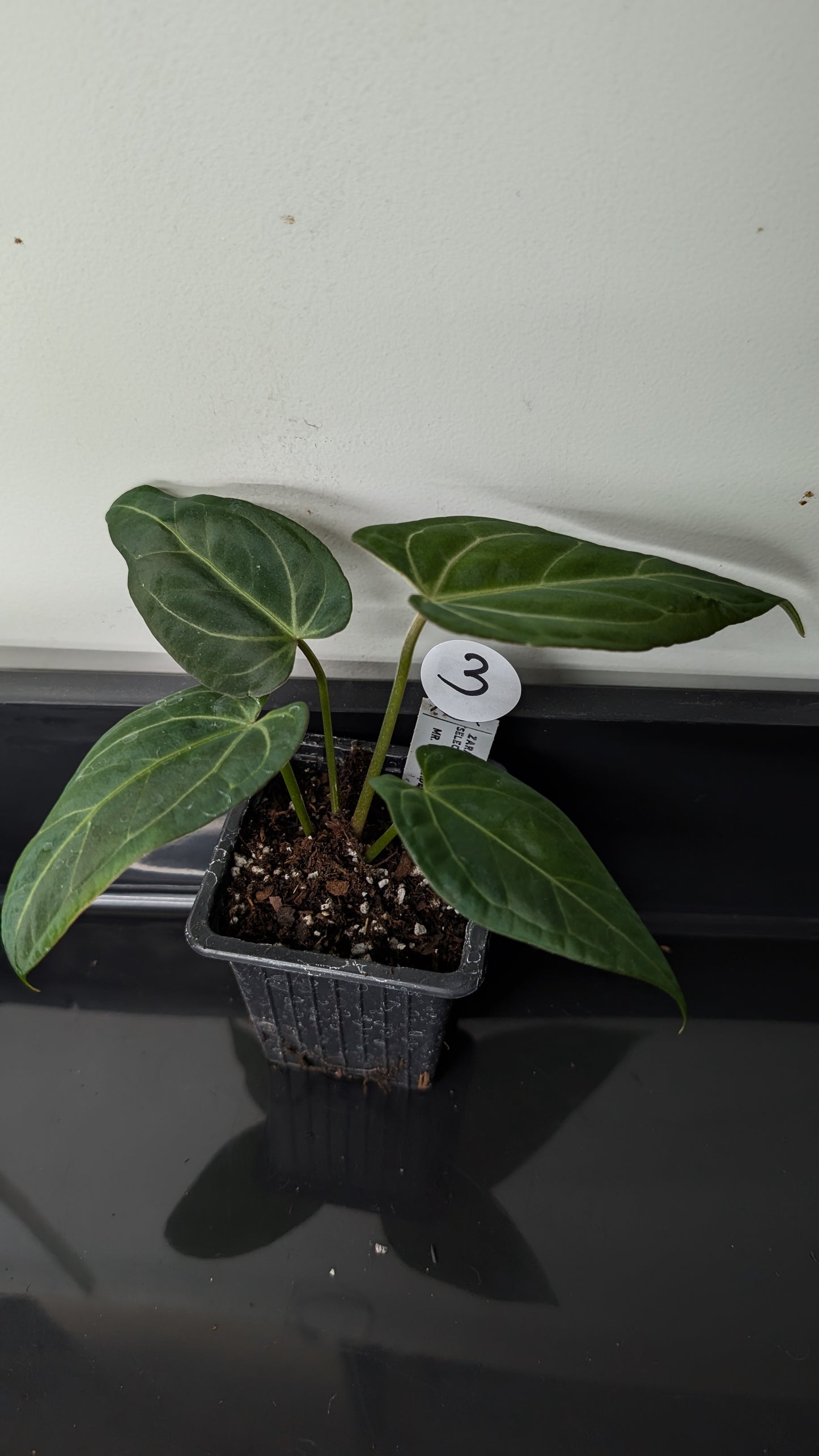 Anthurium Doc Block 'Zara' x 'Michelle' Selected Dark Form x Mr. Worldwide