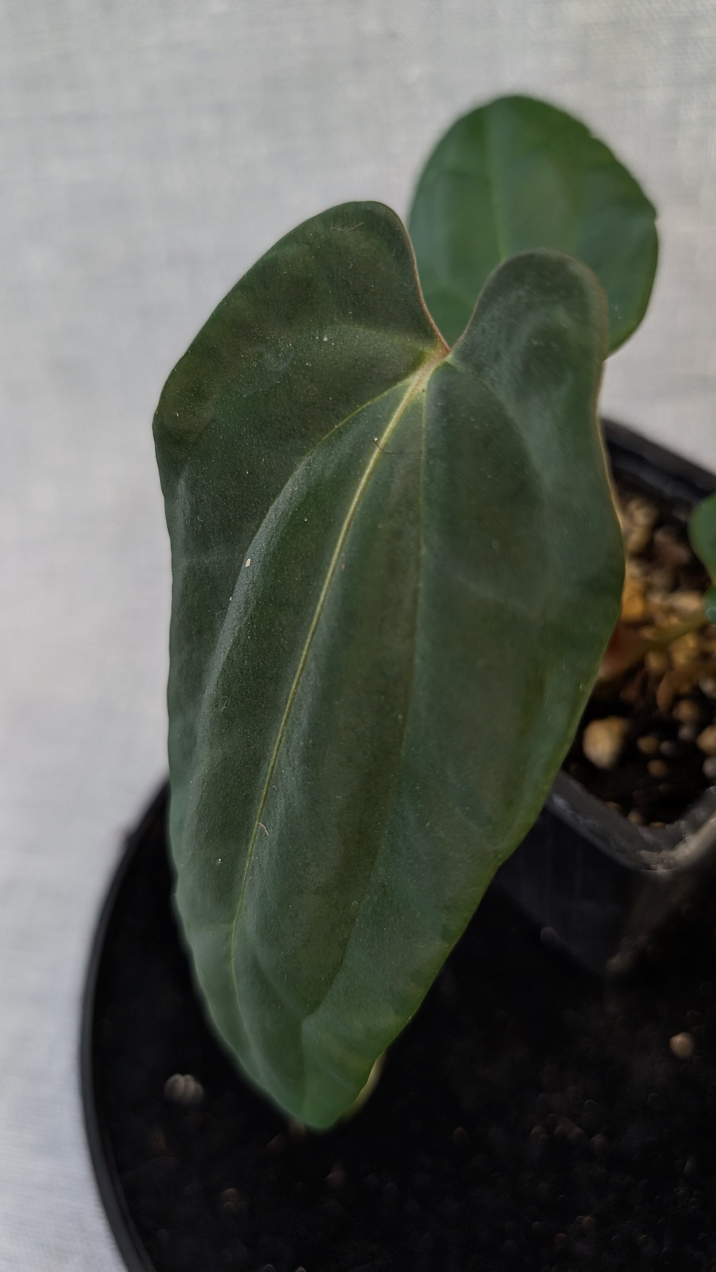 Anthurium Besseae aff 'Black Pillow' x Papillilaminum 'Fort Sherman' seedlings