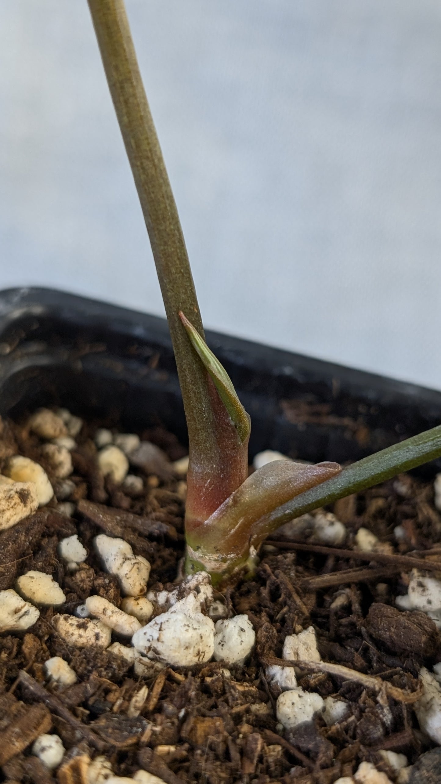 Anthurium (Carlablackiae x Dressleri Rio Guanche) x Mr Worldwide OR Forgetii Dark OR Papillilaminum Daniel