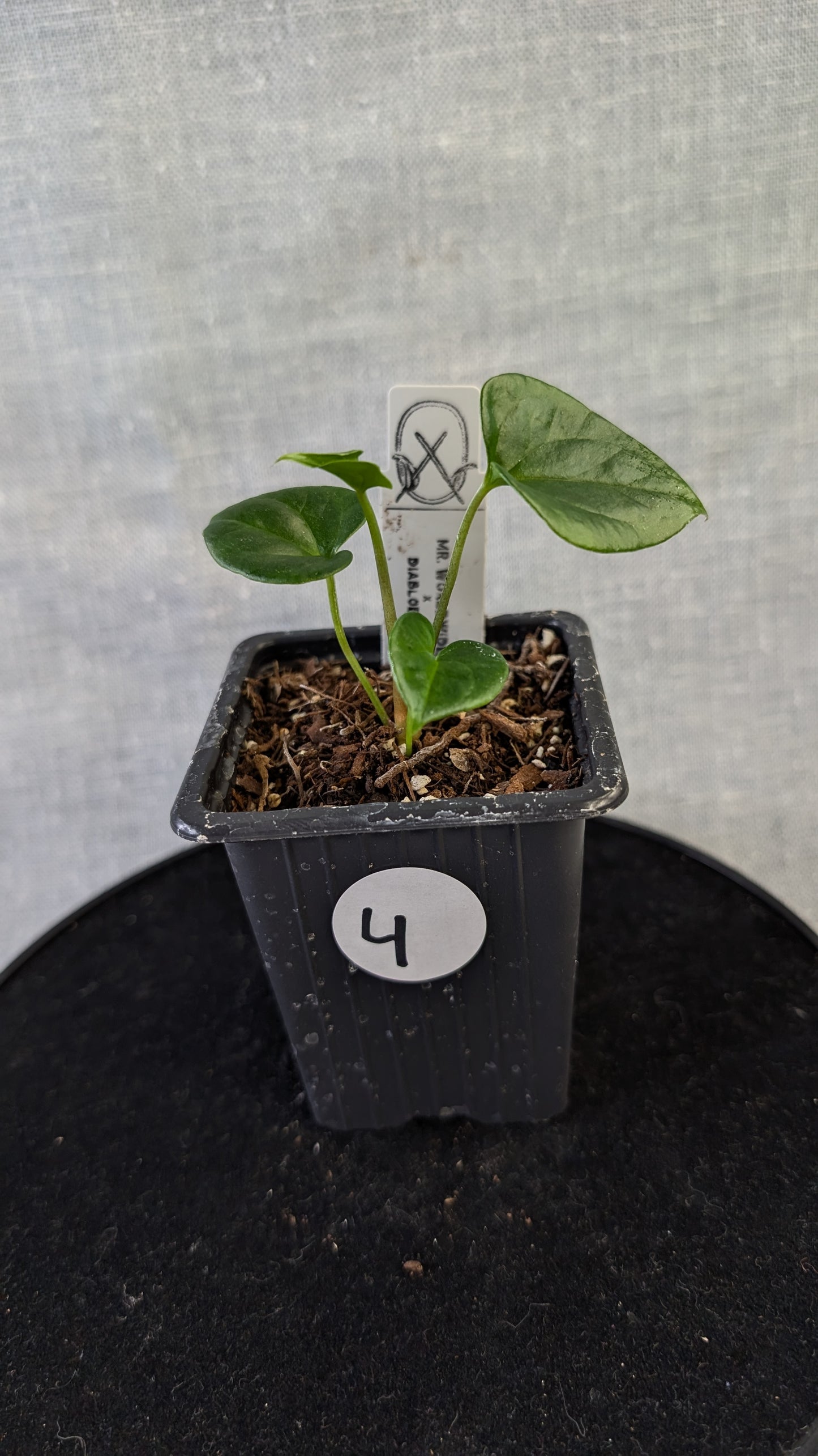 Anthurium 'Mr Worldwide' x Diabloense