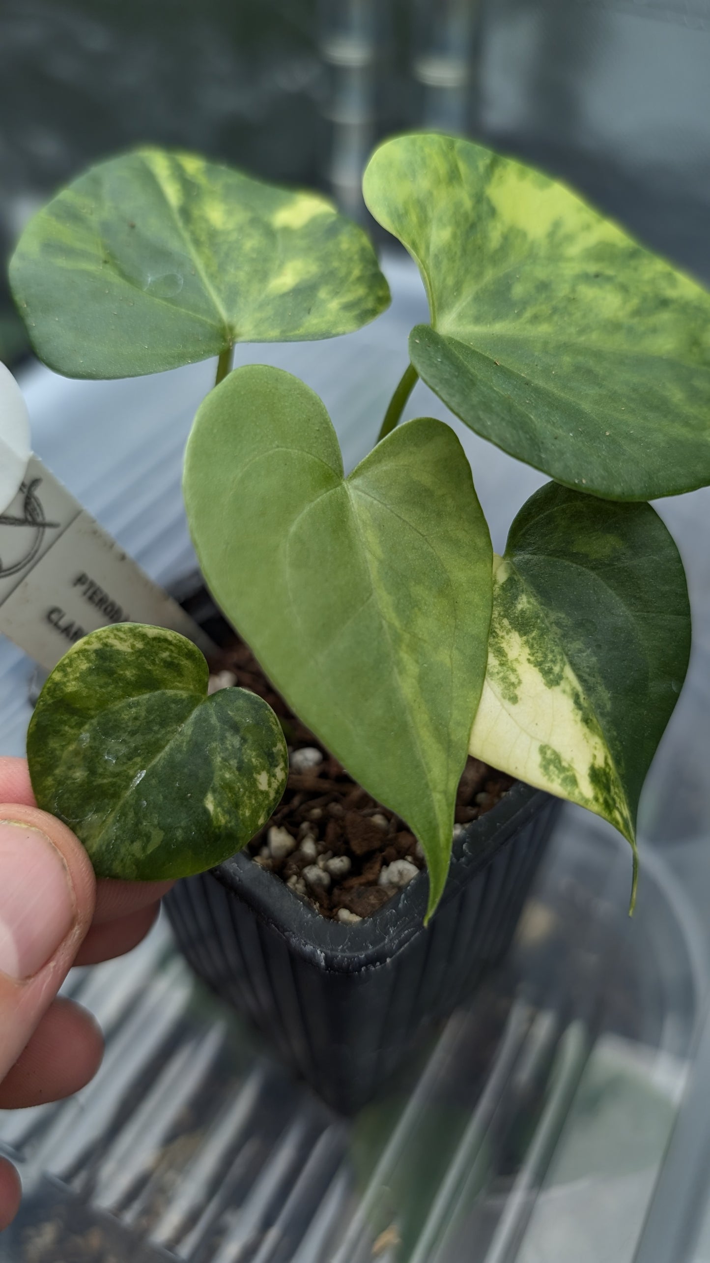 *Variegated* Anthurium Pterodactyl variegata x Clarinervium (or x self)
