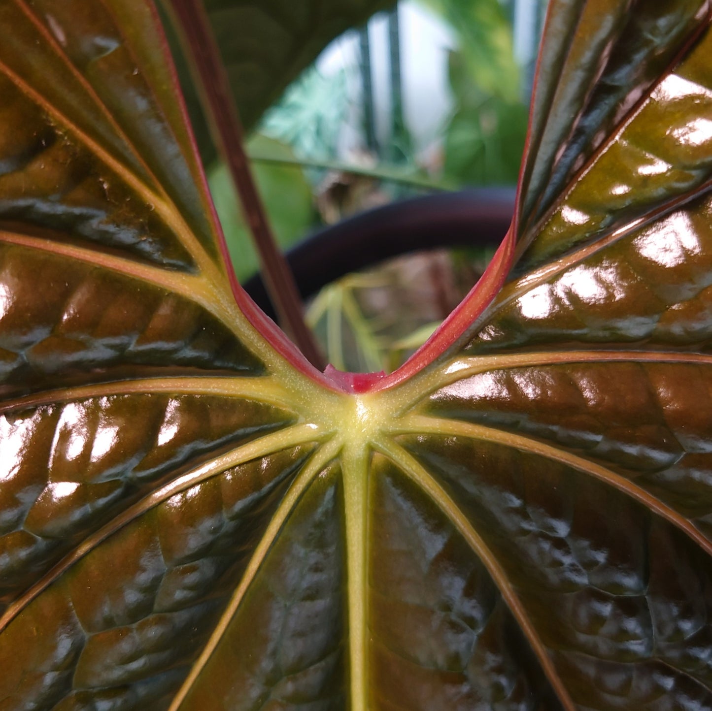 Anthurium 'Ace of Spagetii' x Luxurians