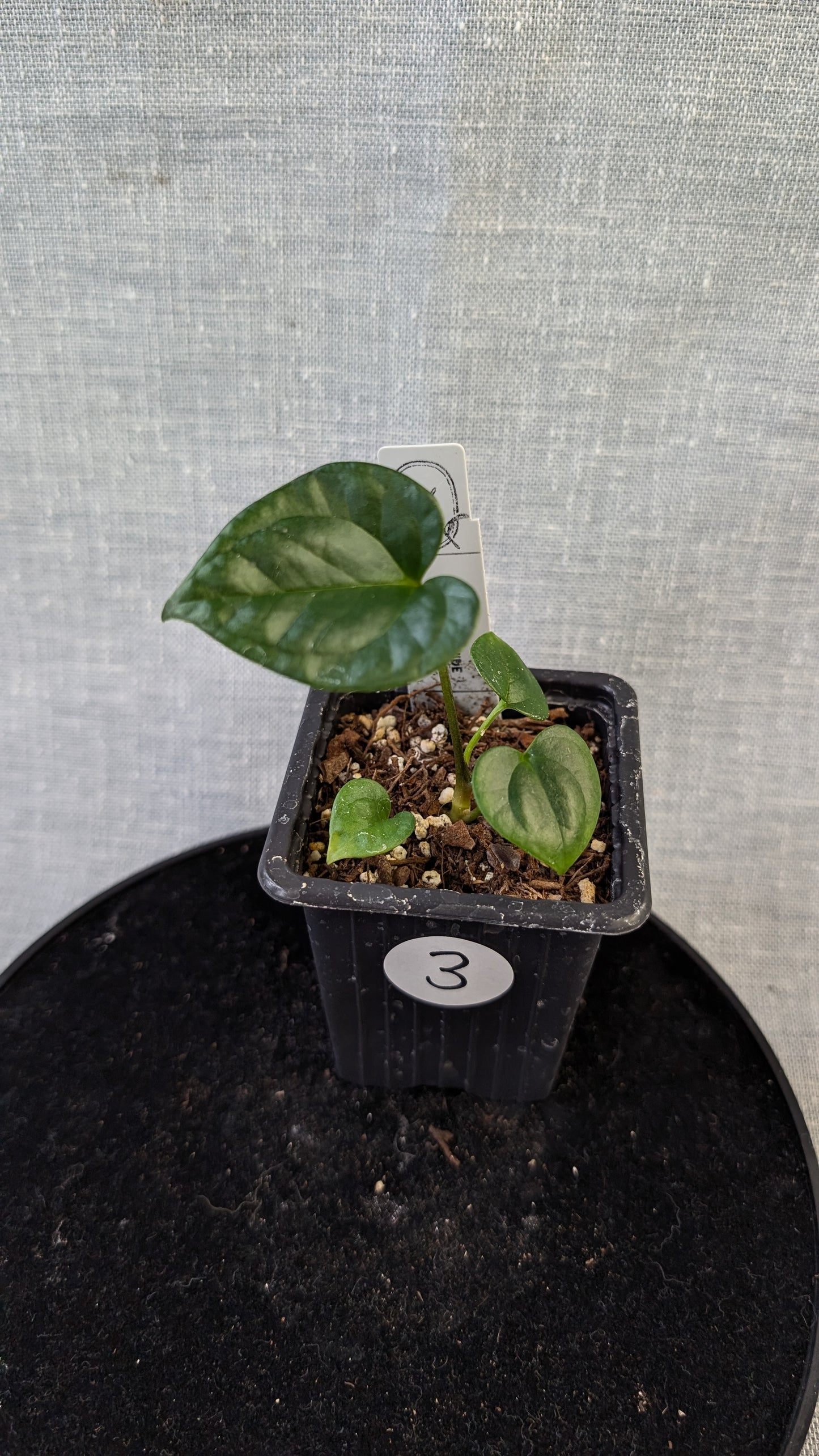 Anthurium 'Mr Worldwide' x Diabloense