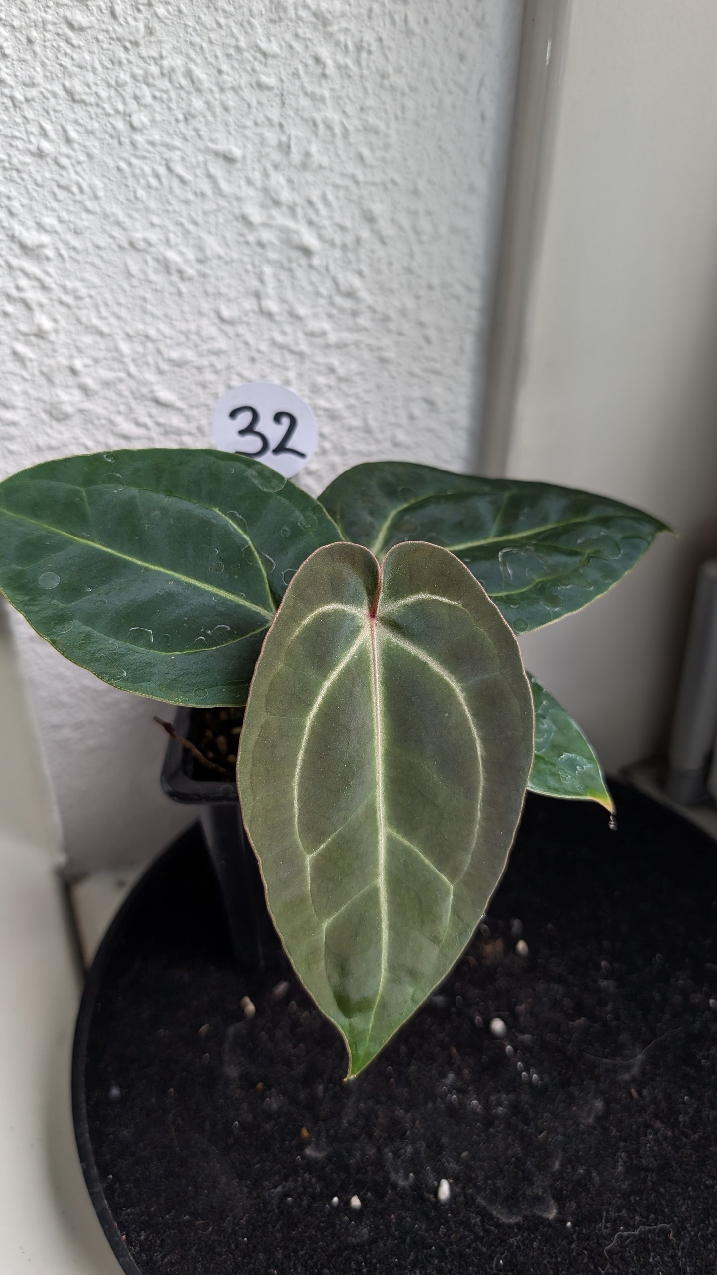 Anthurium Doc Block Zara x Michelle 'Selected Dark Form' x Besseae aff. 'Black Pillow'