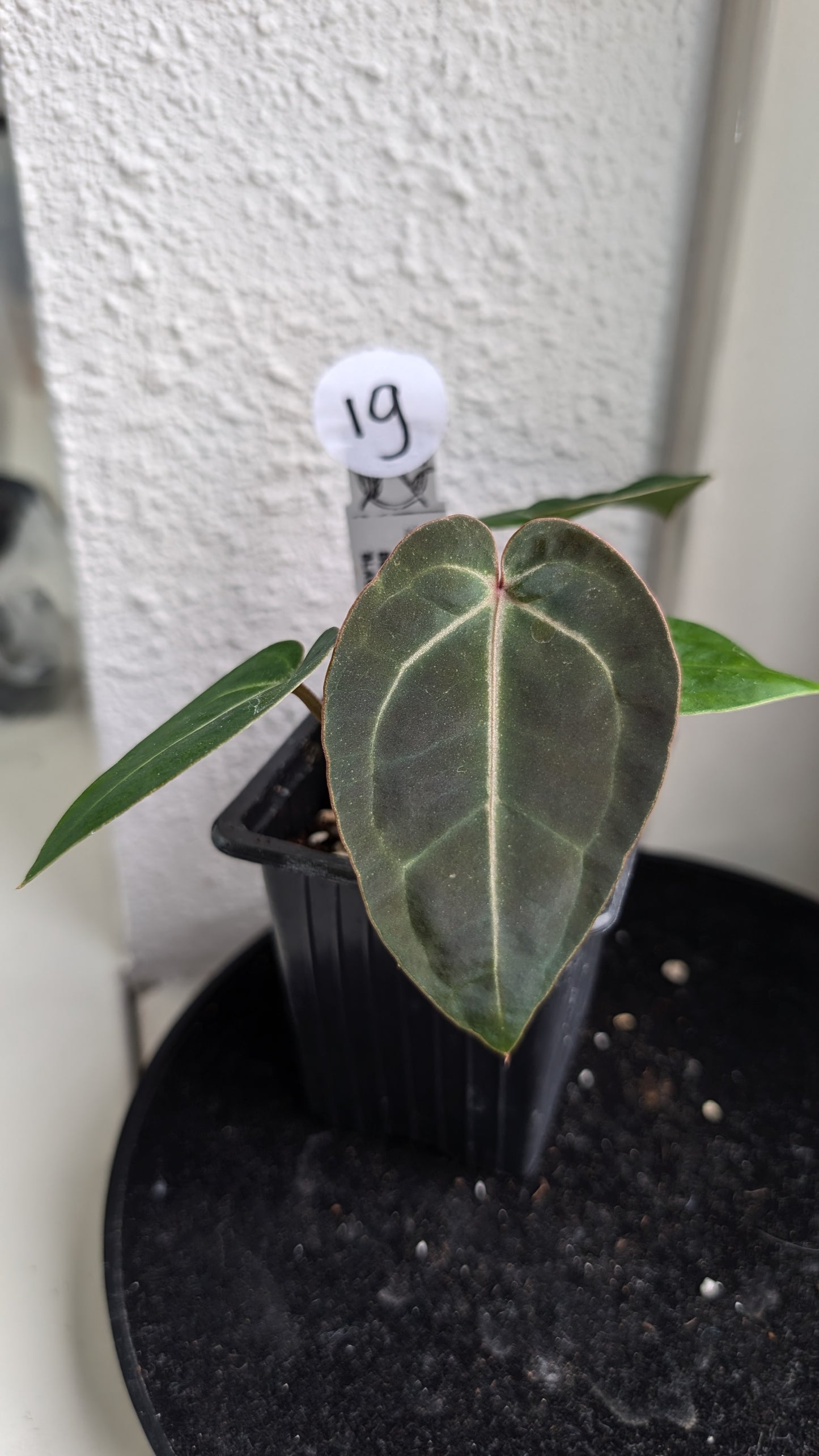 Anthurium Doc Block Zara x Michelle 'Selected Dark Form' x Besseae aff. 'Black Pillow'