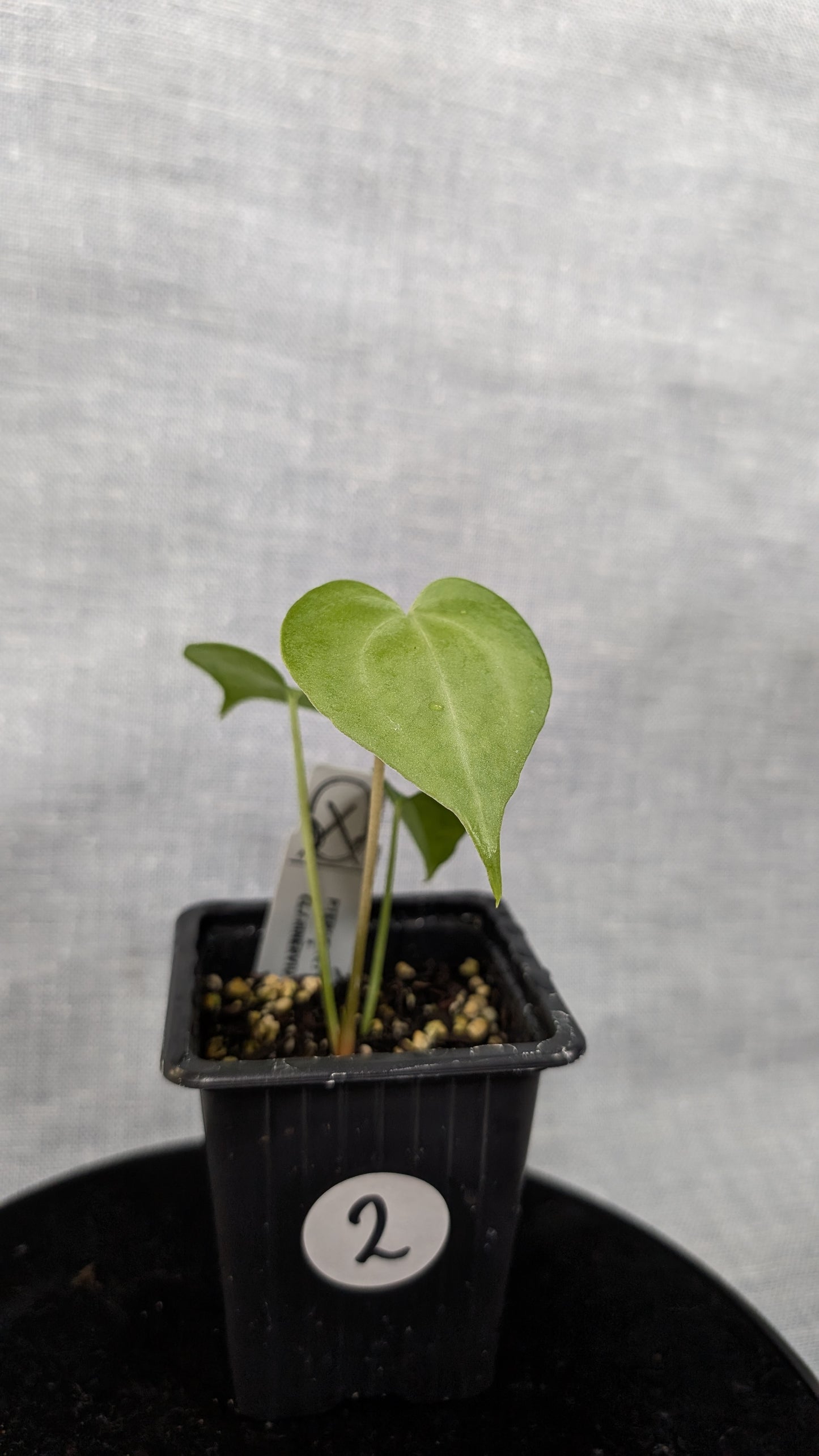 Anthurium Pterodactyl variegata x Clarinervium (or x self)