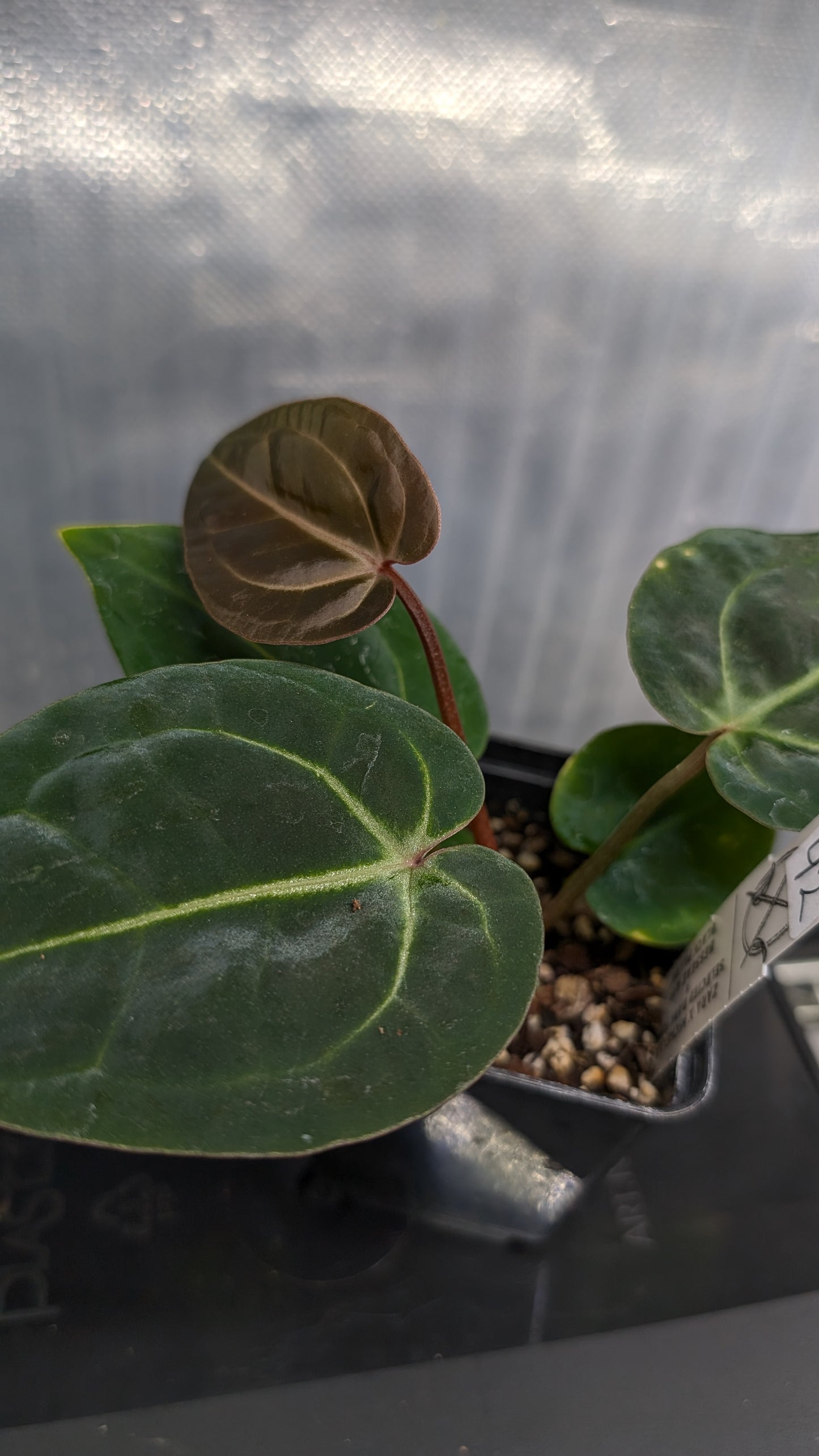 Anthurium Doc Block Zara x Michelle 'Selected Dark Form' x Besseae aff. 'Black Pillow'