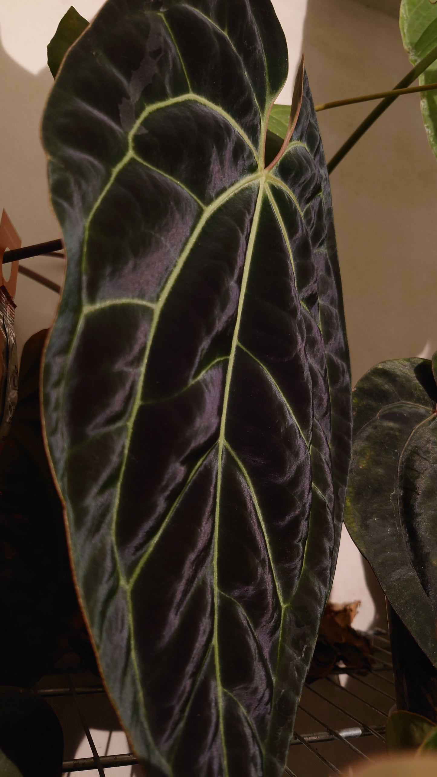 Anthurium Doc Block Zara x Michelle 'Selected Dark Form' x Besseae aff. 'Black Pillow'