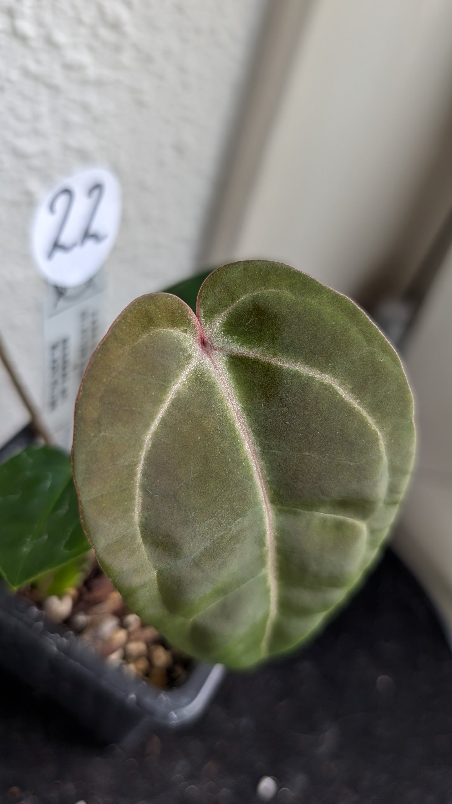 Anthurium Doc Block Zara x Michelle 'Selected Dark Form' x Besseae aff. 'Black Pillow'