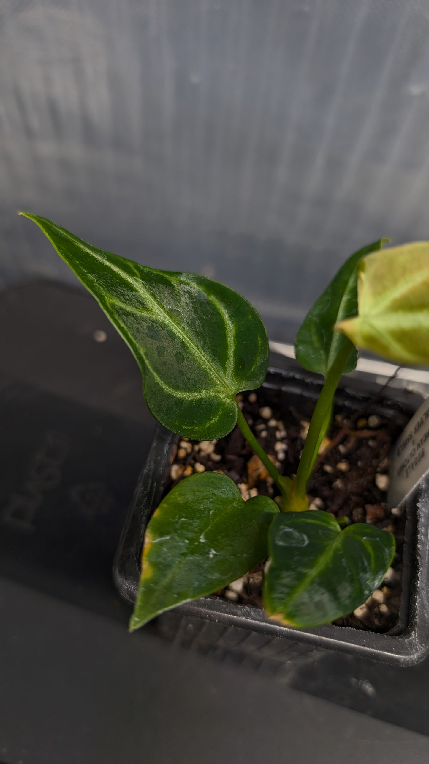 Anthurium Regale 'Dream Catcher' x 'Silver Shield'